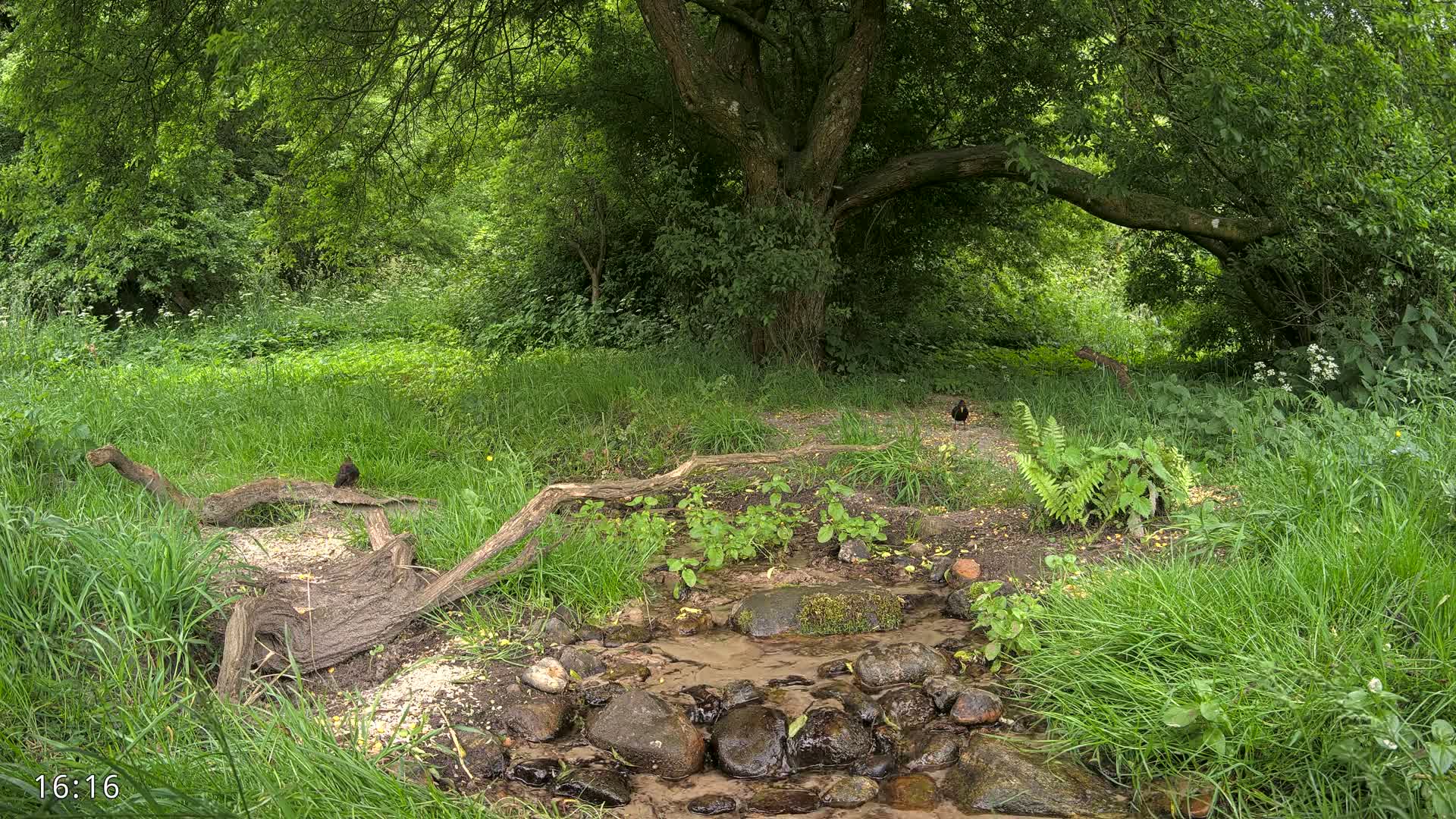 A small stream flows through a lush green forest under the shade of a large tree, with several dark-colored birds visible.