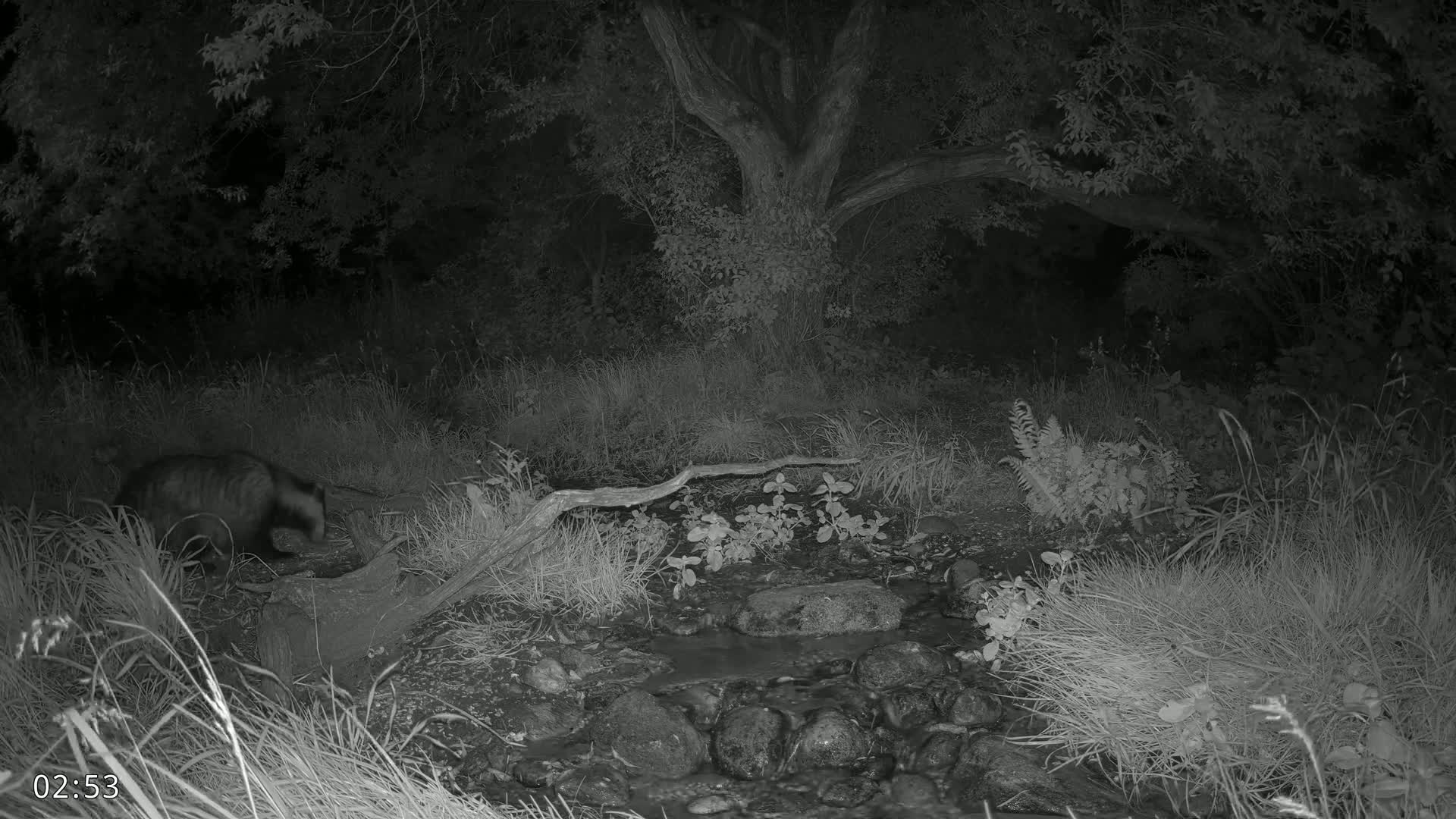 Dronninglund, Wildlife In The Forest Live Cam - Dronninglund, Bronderslev, Nordjylland(North Denmark), Denmark