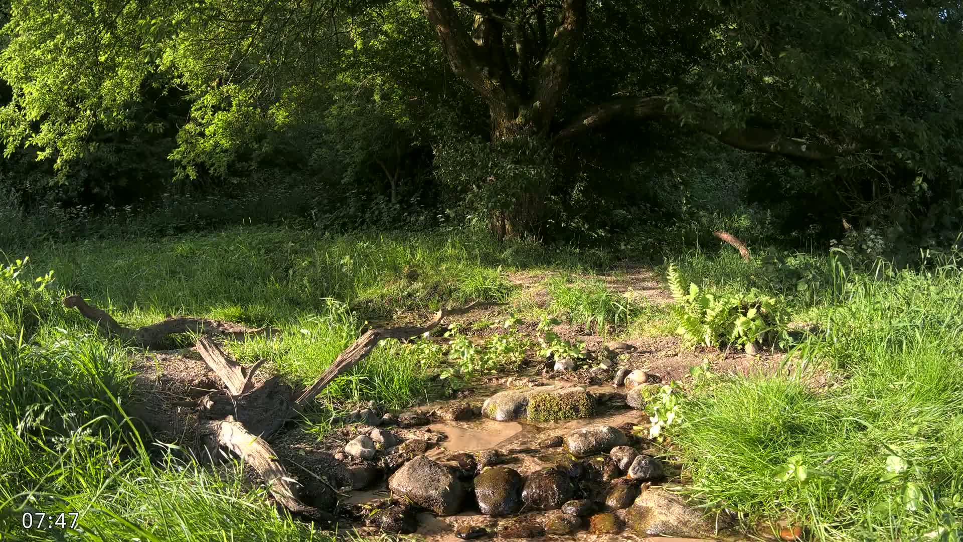 Dronninglund, Wildlife In The Forest Live Cam - Dronninglund, Bronderslev, Nordjylland(North Denmark), Denmark