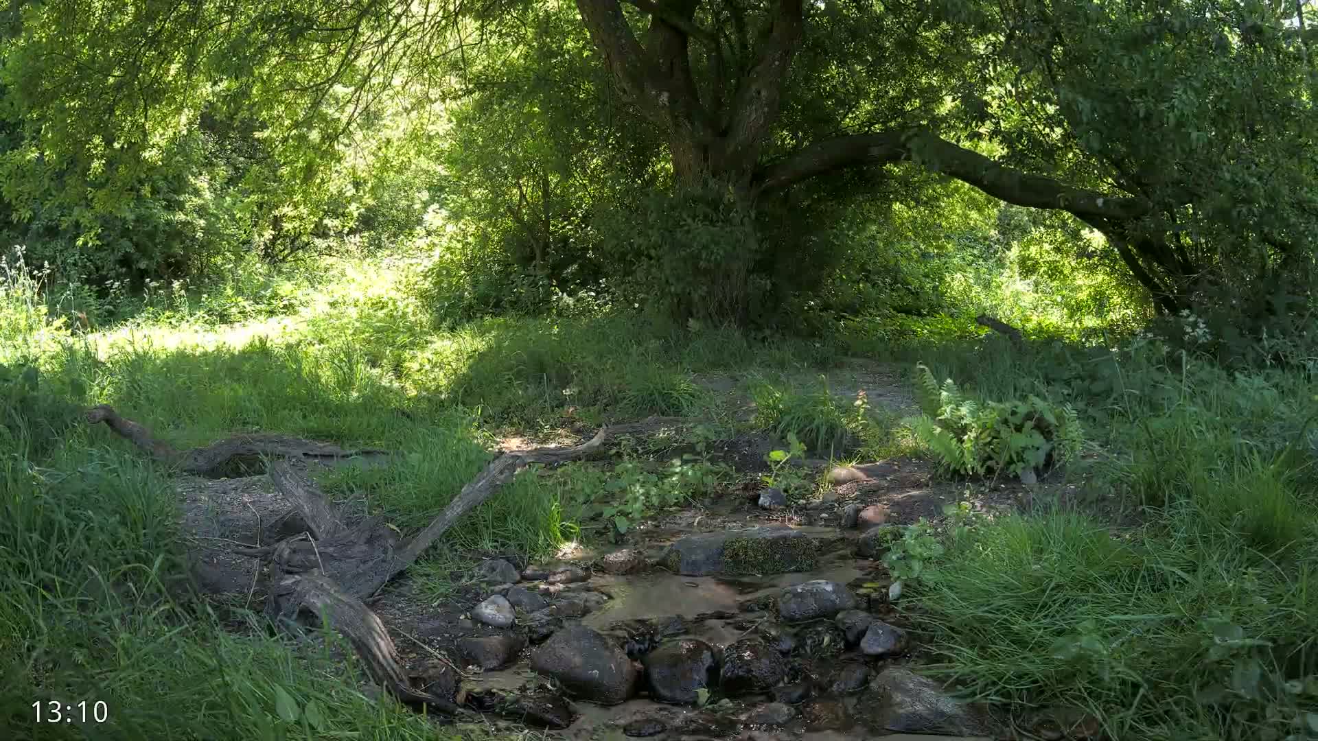 A small stream flows over rocks in a sunny, lush green forest, under the shade of a large tree.