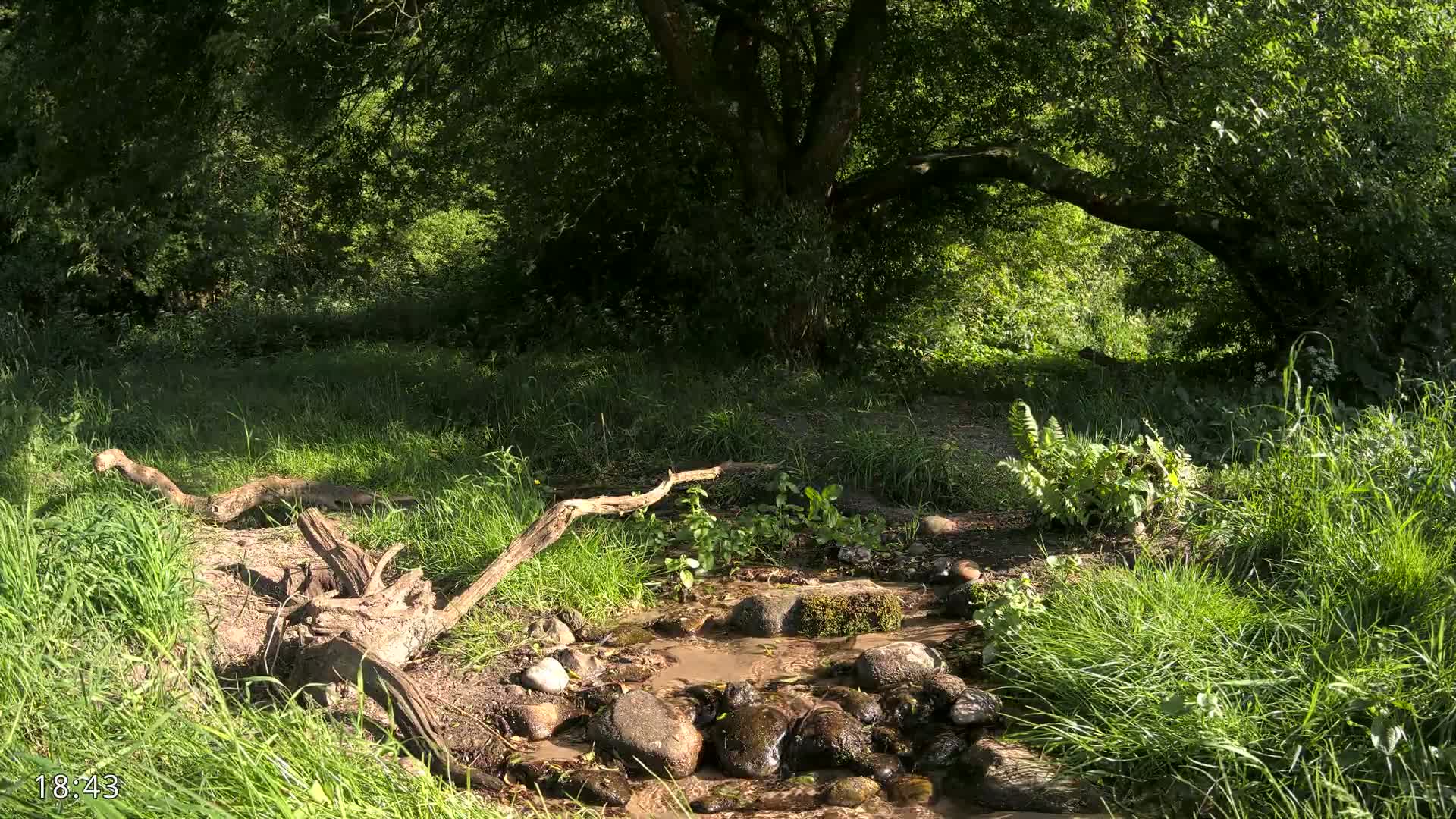 A small stream flows over rocks through a lush green wooded area on a sunny day.