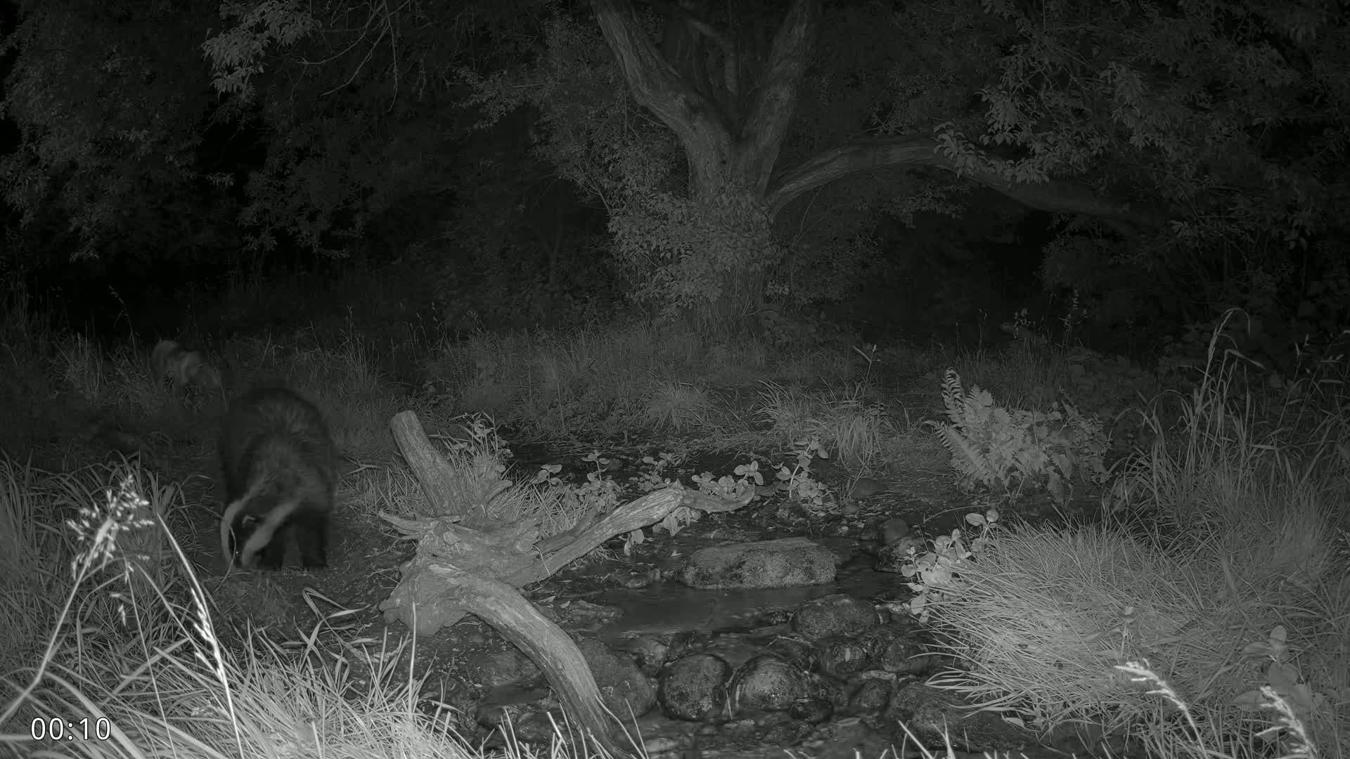 Dronninglund, Wildlife In The Forest Live Cam - Dronninglund, Bronderslev, Nordjylland(North Denmark), Denmark