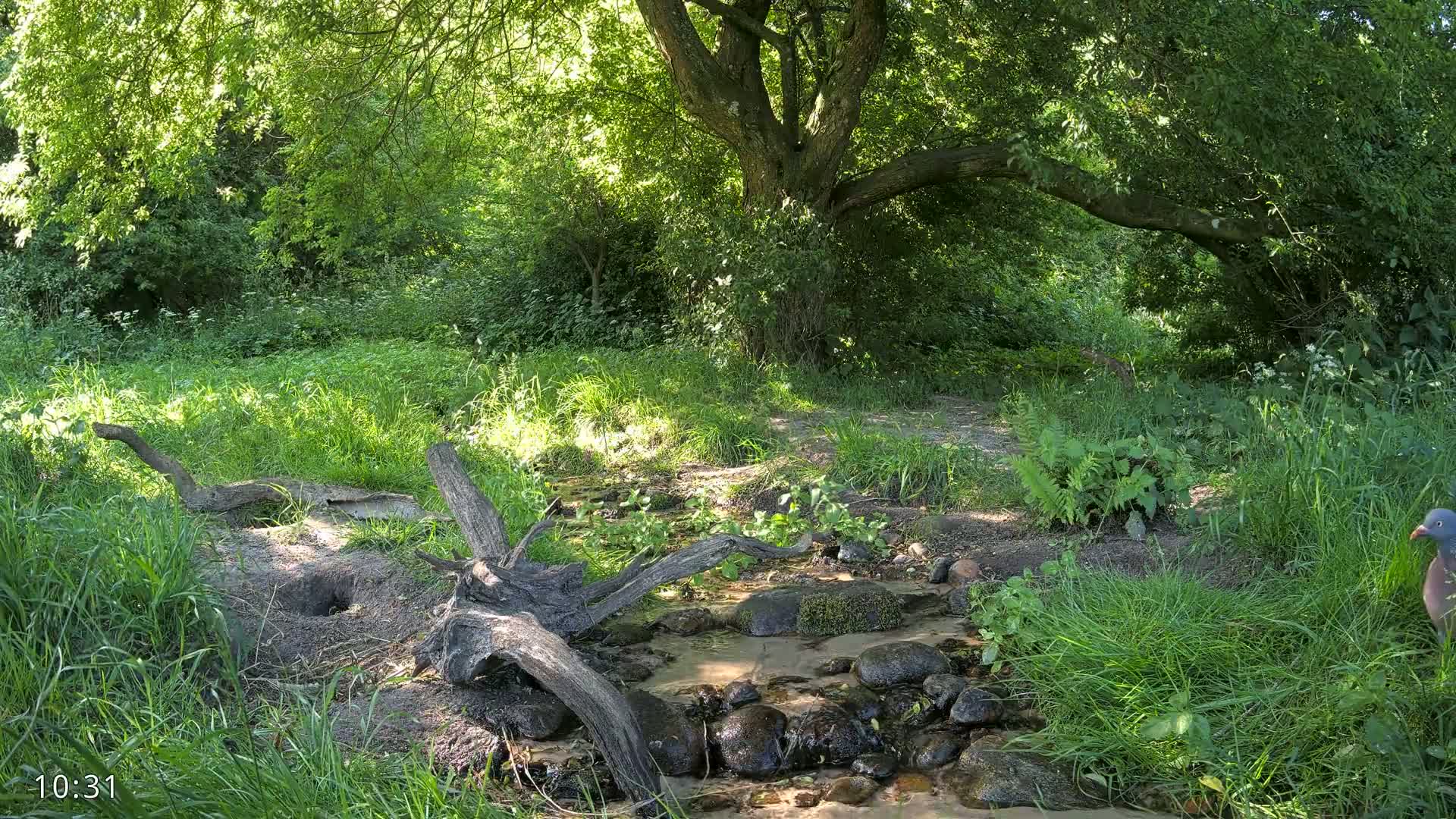 A small stream flows through a lush, sunny green forest with a large tree and a bird near the water's edge.