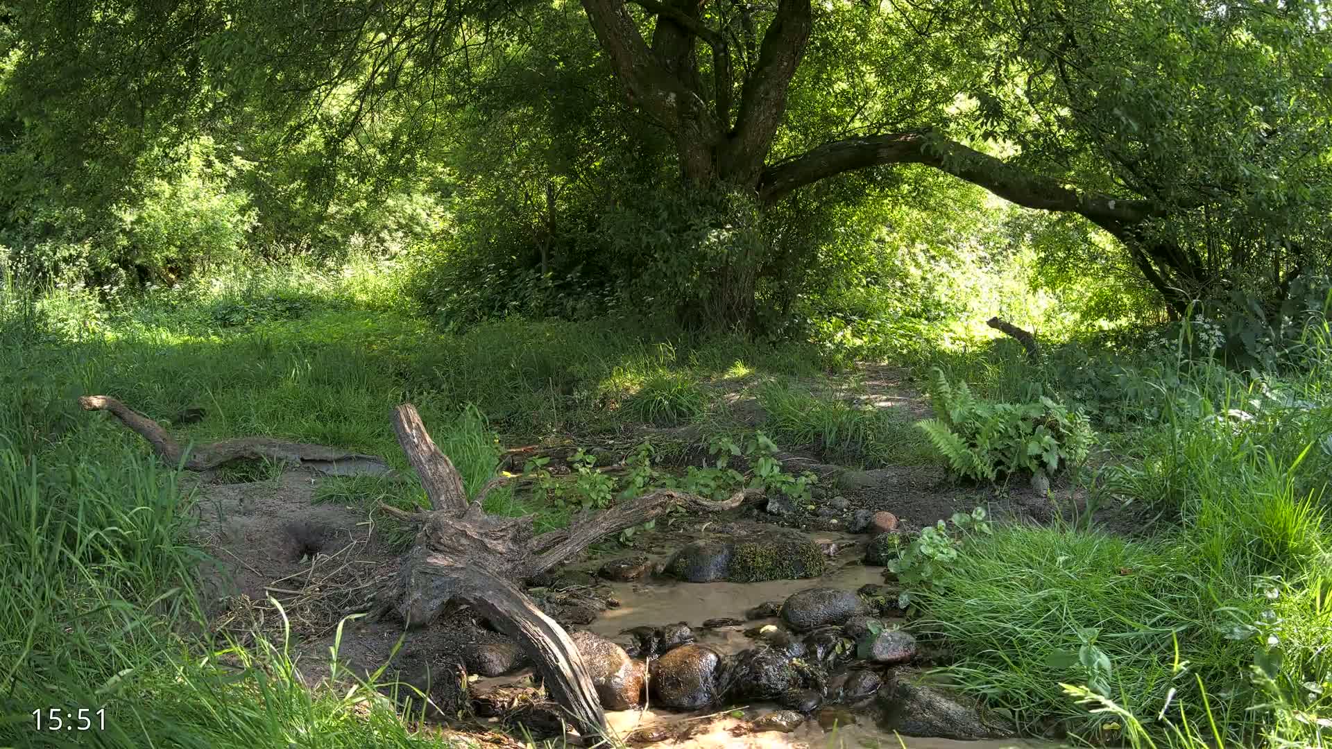 A small stream flows through a lush green forest on a sunny day, partially shaded by a large tree with its branches reaching over the water.