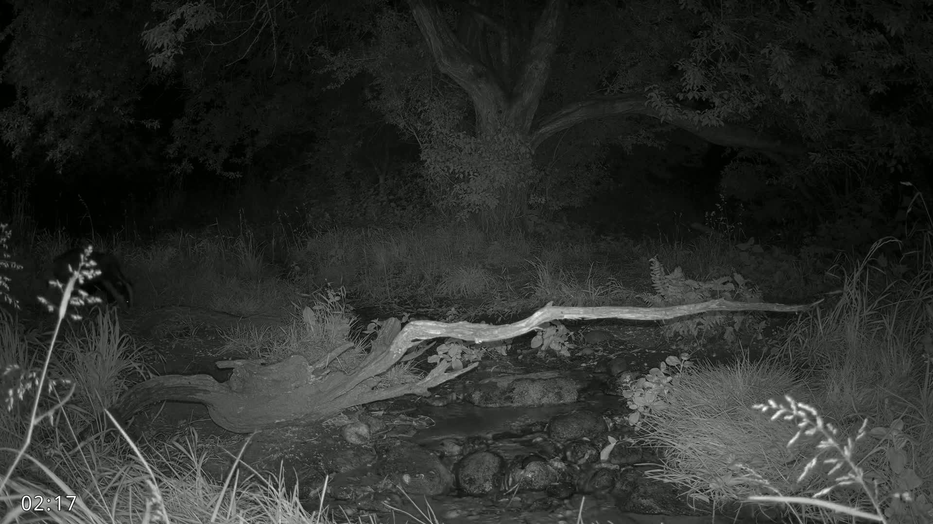 Dronninglund, Wildlife In The Forest Live Cam - Dronninglund, Bronderslev, Nordjylland(North Denmark), Denmark