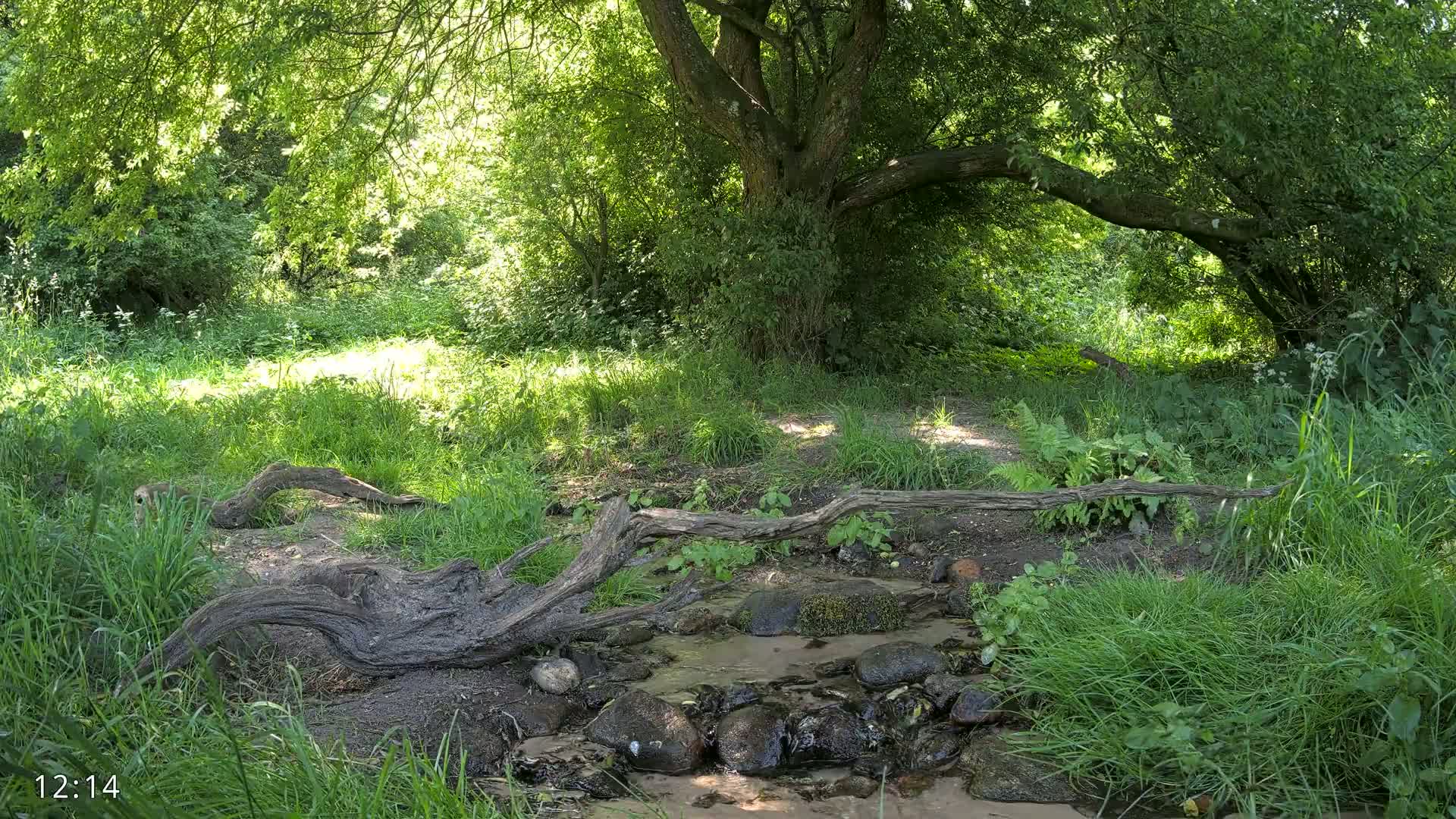 A sunny woodland scene shows a small stream flowing over rocks, with a fallen log spanning the water and lush green vegetation surrounding it.