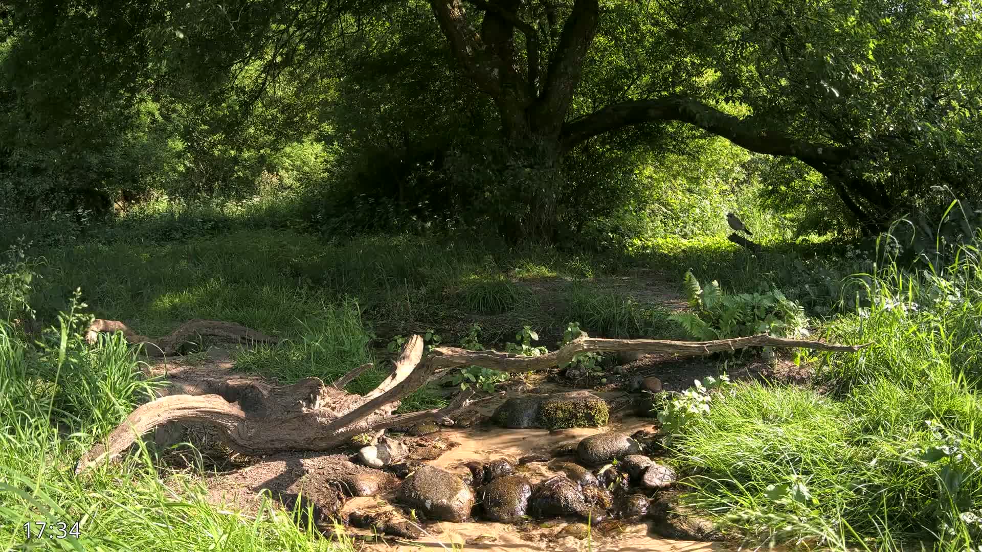 A small stream flows through a lush, green forest on a sunny day, with fallen logs and rocks lining its banks, and a bird perched on a branch in the background.