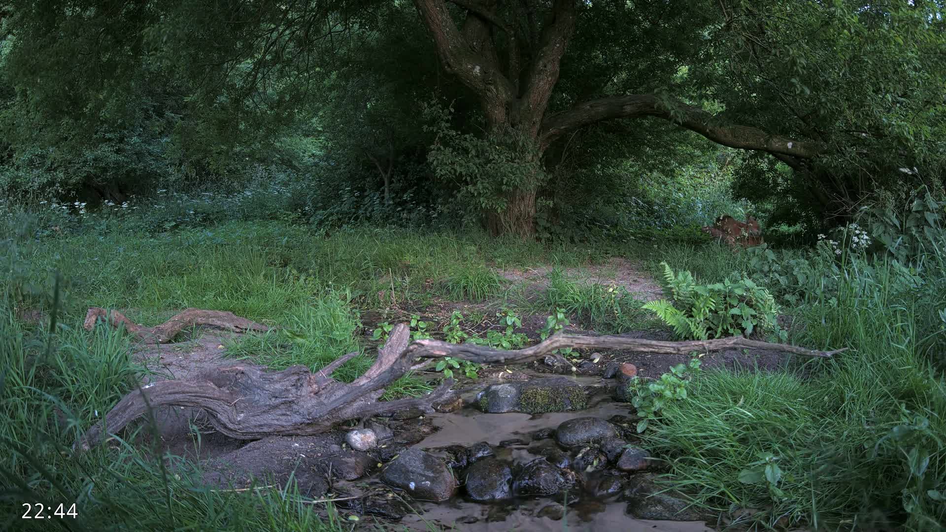 Dronninglund, Wildlife In The Forest Live Cam - Dronninglund, Bronderslev, Nordjylland(North Denmark), Denmark