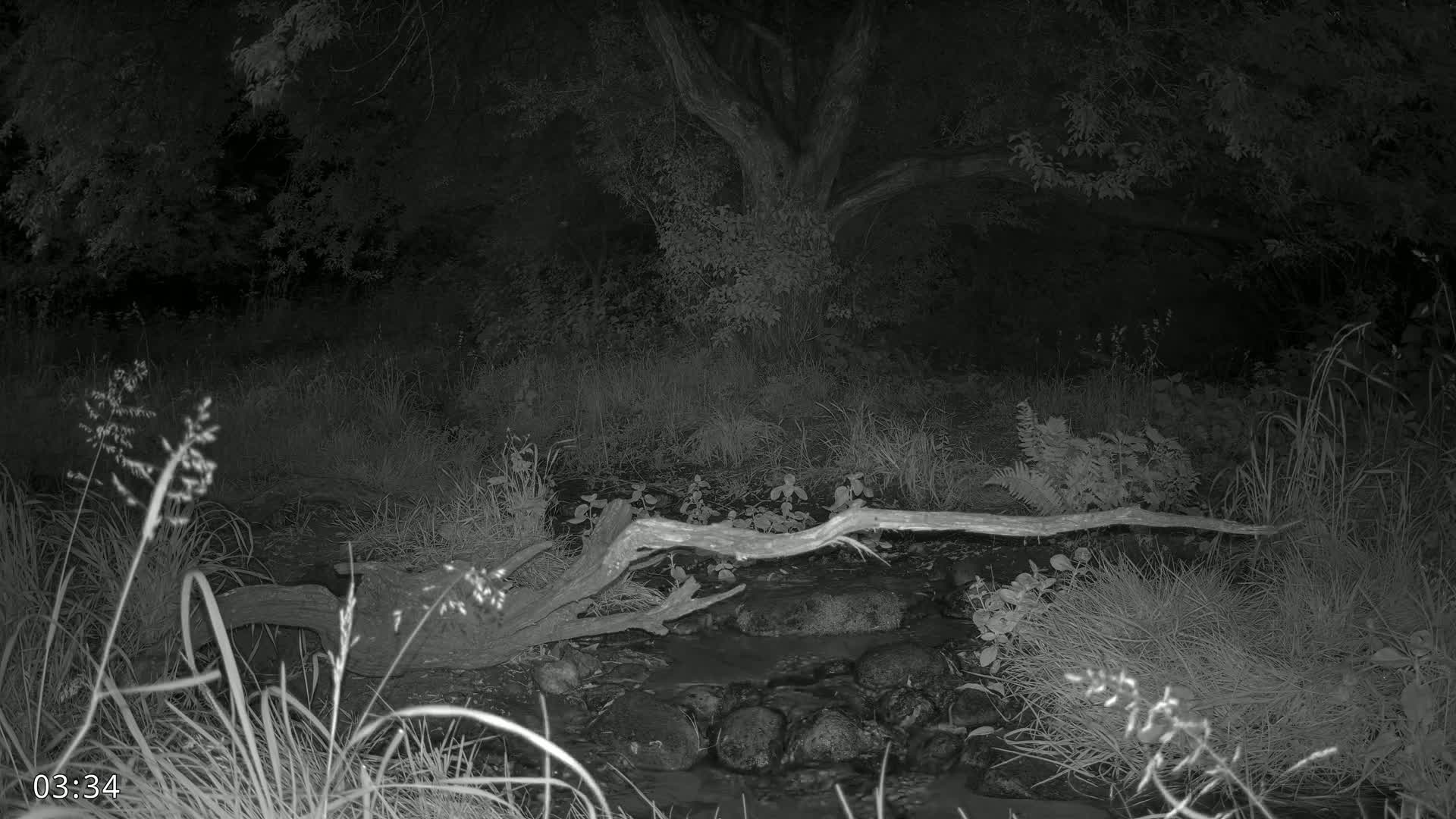 Dronninglund, Wildlife In The Forest Live Cam - Dronninglund, Bronderslev, Nordjylland(North Denmark), Denmark