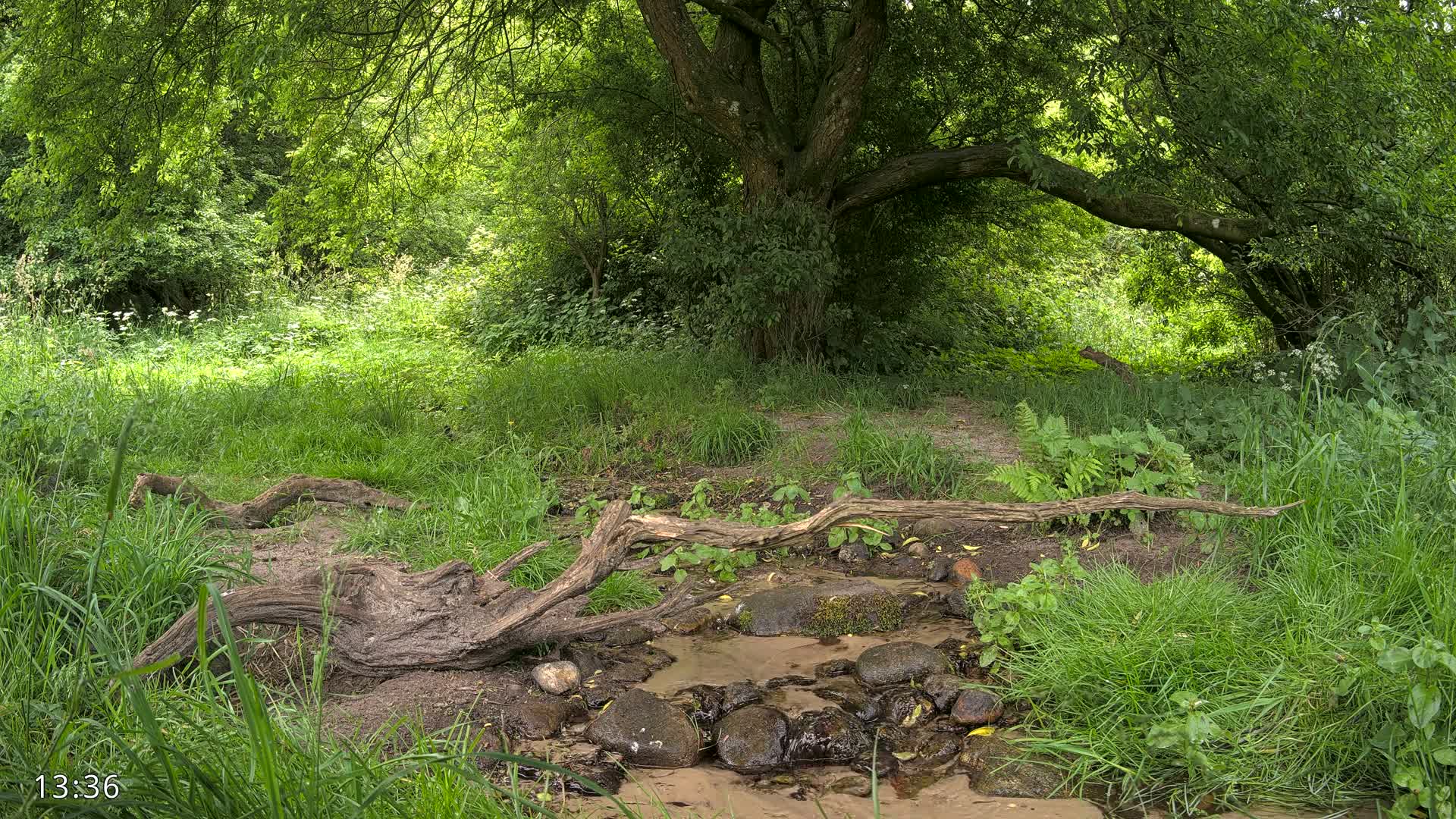 A small stream flows through a lush green meadow, under the shade of a large tree, with fallen logs bridging part of the stream.