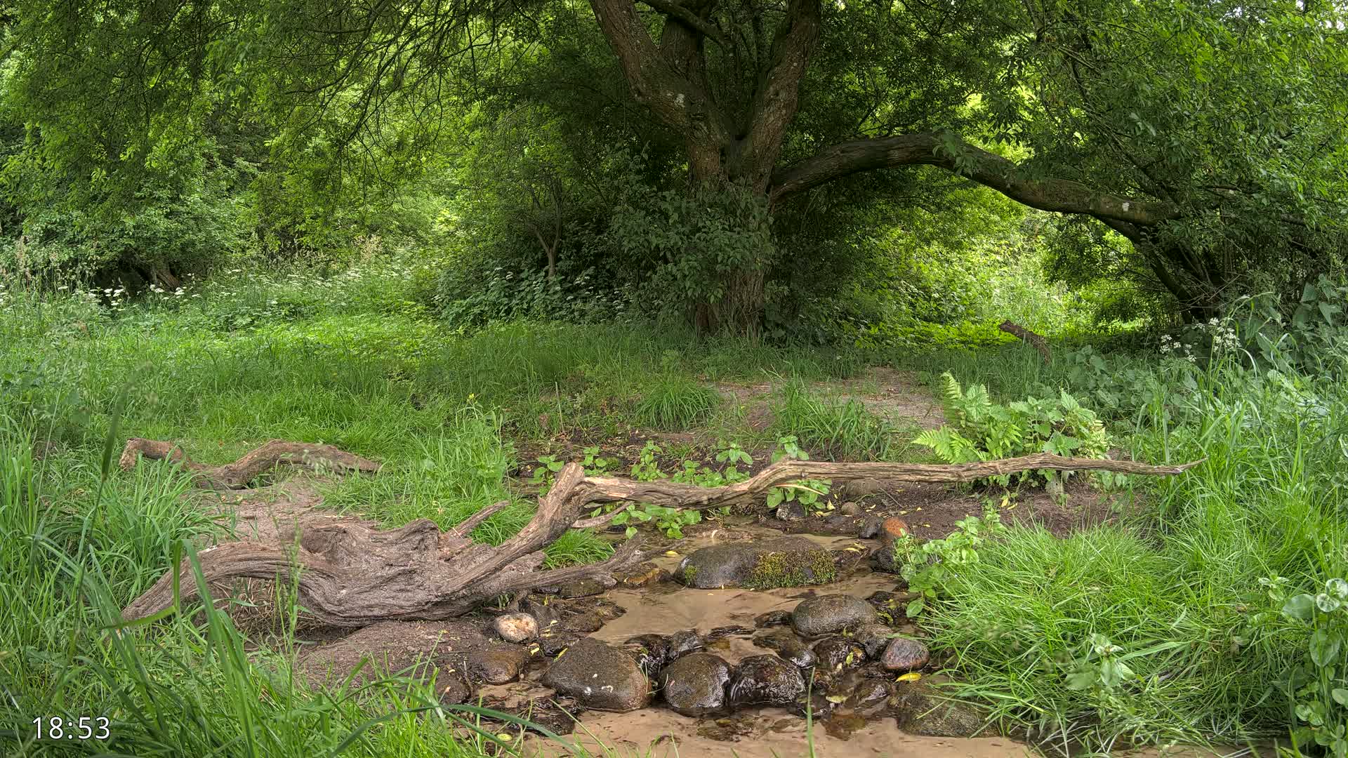 A small stream flows through a lush green woodland, partially obscured by fallen logs and a large tree.