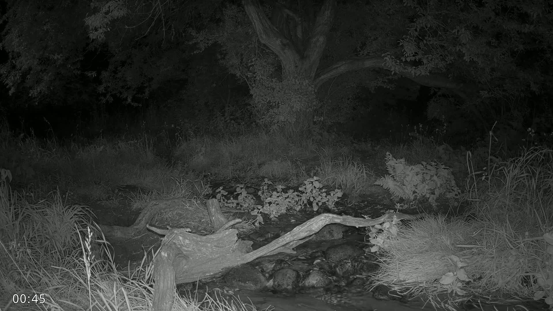 Dronninglund, Wildlife In The Forest Live Cam - Dronninglund, Bronderslev, Nordjylland(North Denmark), Denmark
