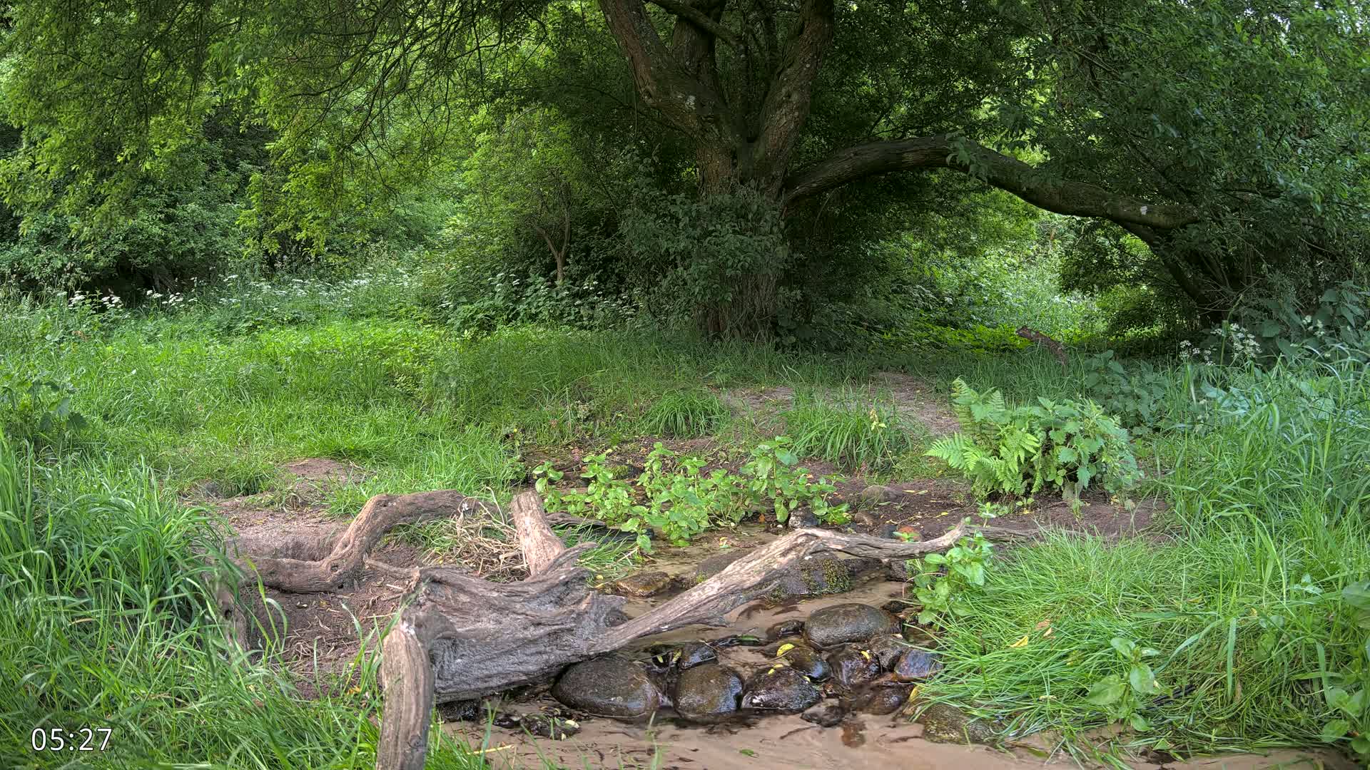A small stream flows through a lush green forest, with fallen logs acting as a natural dam, under the shade of a large tree.