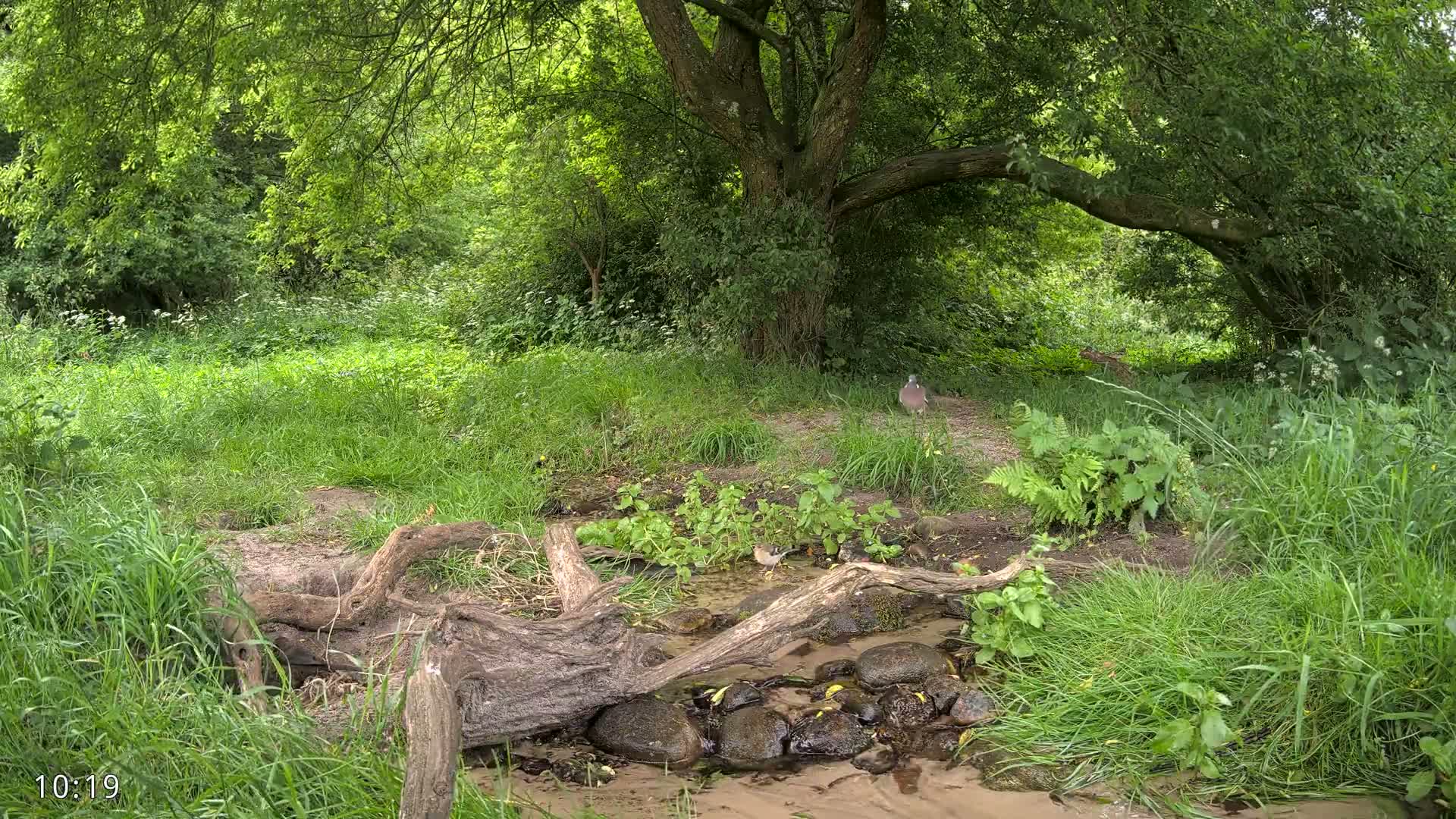 Dronninglund, Wildlife In The Forest Live Cam - Dronninglund, Bronderslev, Nordjylland(North Denmark), Denmark