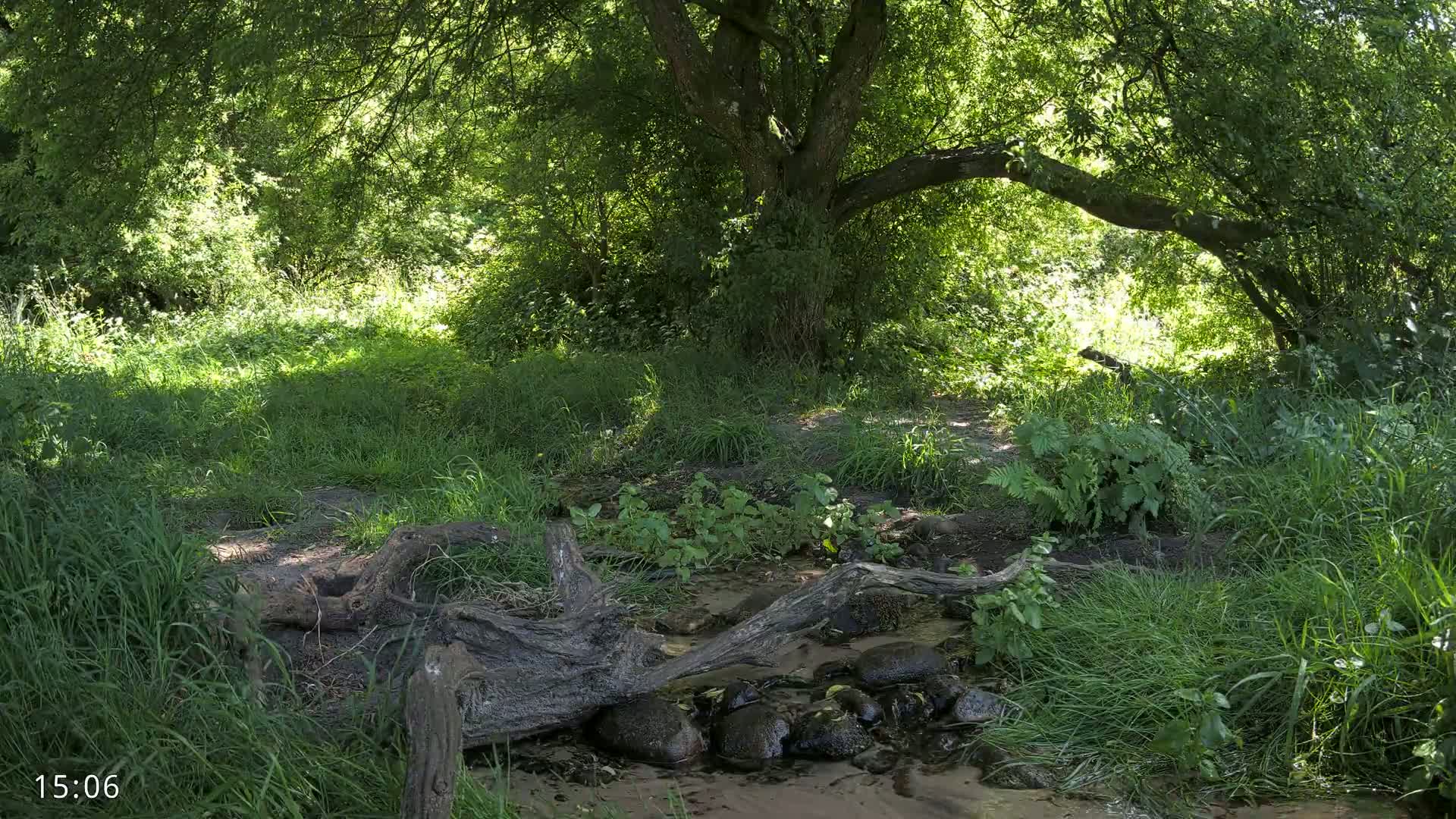 Dronninglund, Wildlife In The Forest Live Cam - Dronninglund, Bronderslev, Nordjylland(North Denmark), Denmark