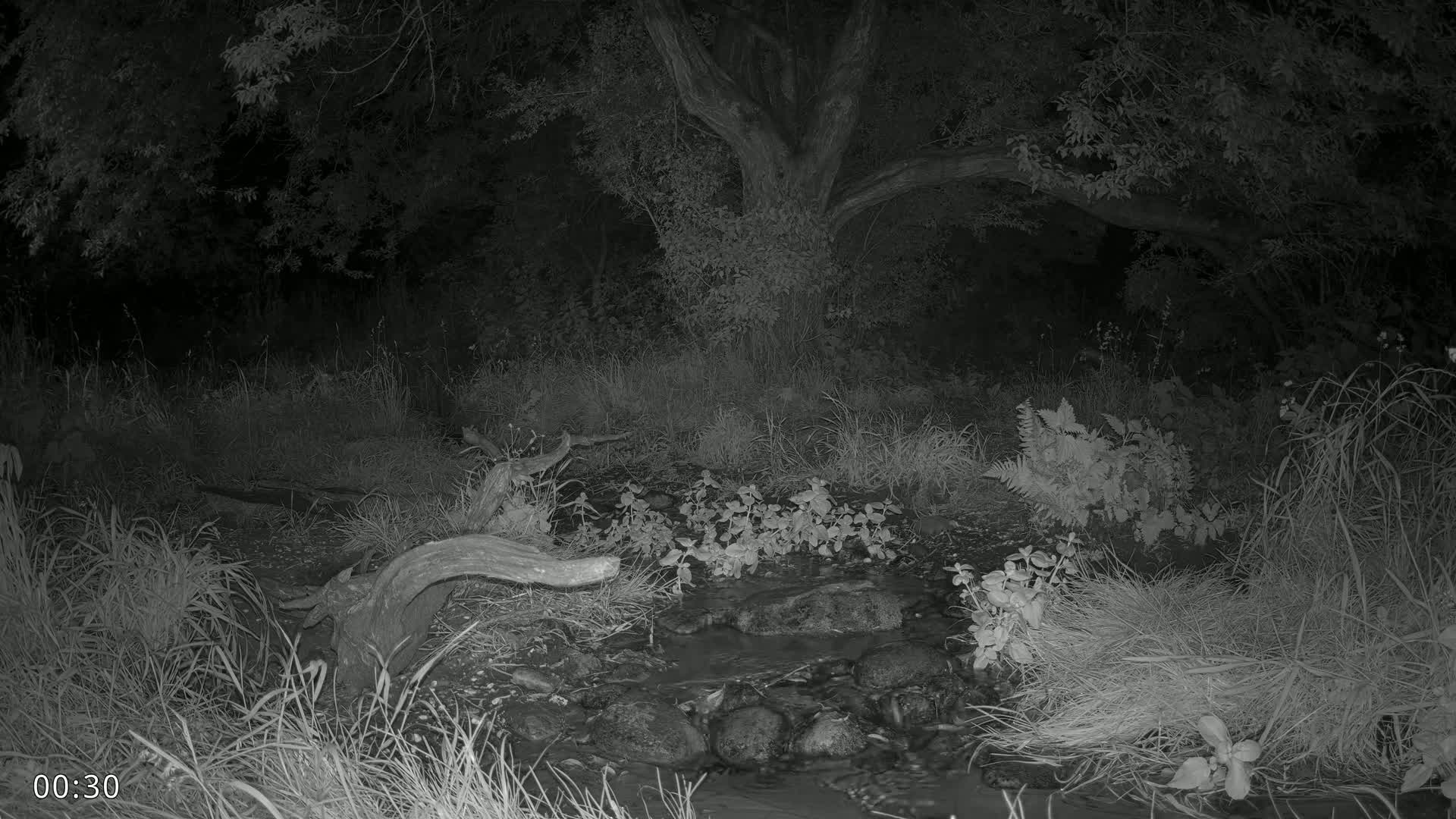 Dronninglund, Wildlife In The Forest Live Cam - Dronninglund, Bronderslev, Nordjylland(North Denmark), Denmark