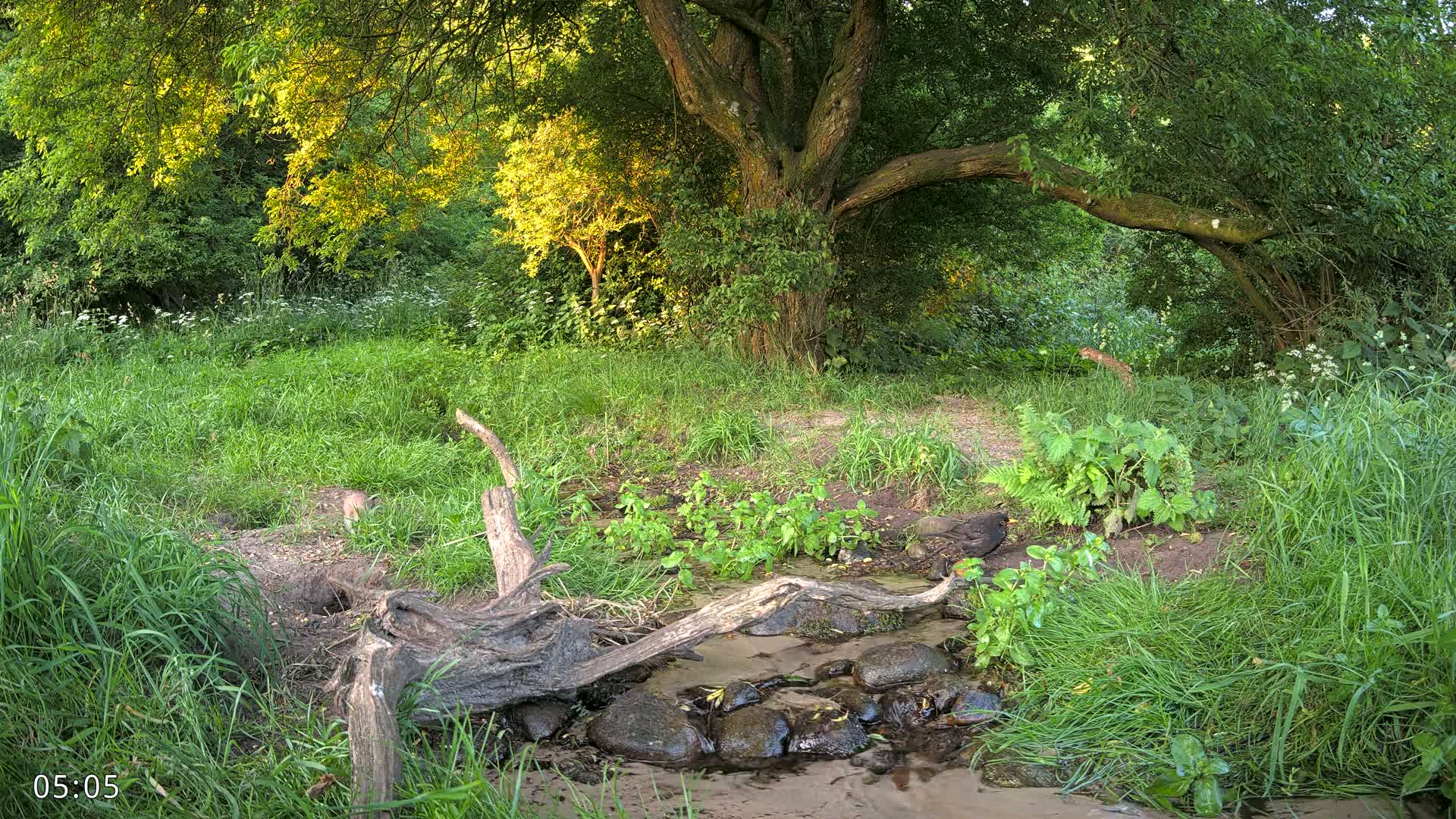 Dronninglund, Wildlife In The Forest Live Cam - Dronninglund, Bronderslev, Nordjylland(North Denmark), Denmark