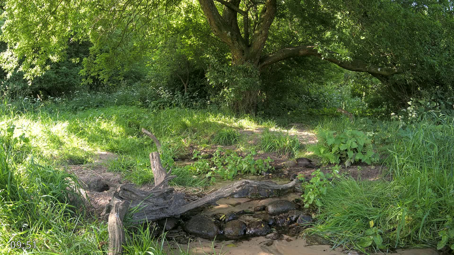 A small stream flows through a lush green woodland on a sunny day, partially obstructed by fallen logs.