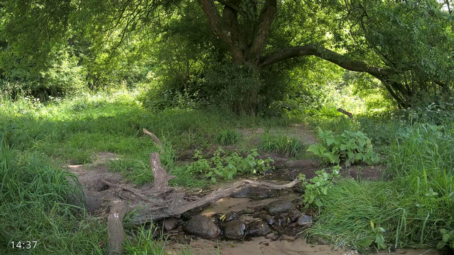 Dronninglund, Wildlife In The Forest Live Cam - Dronninglund, Bronderslev, Nordjylland(North Denmark), Denmark