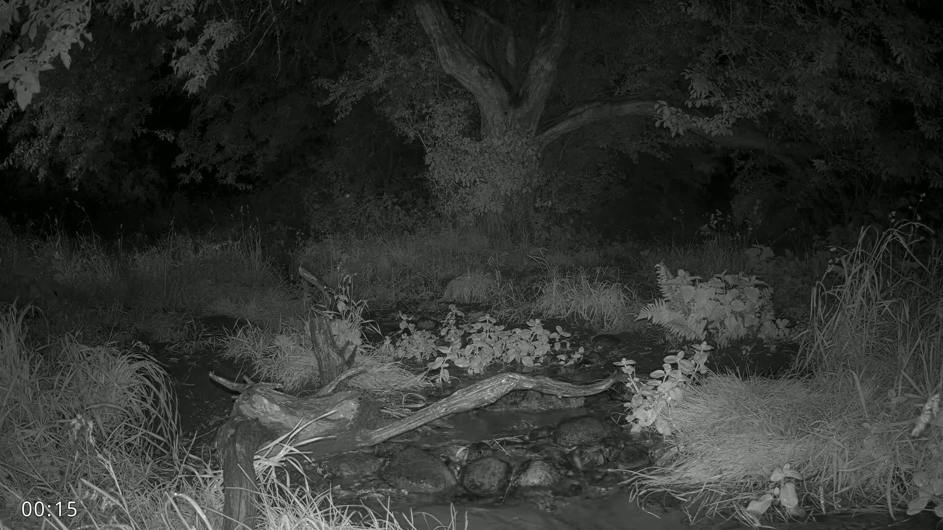 Dronninglund, Wildlife In The Forest Live Cam - Dronninglund, Bronderslev, Nordjylland(North Denmark), Denmark
