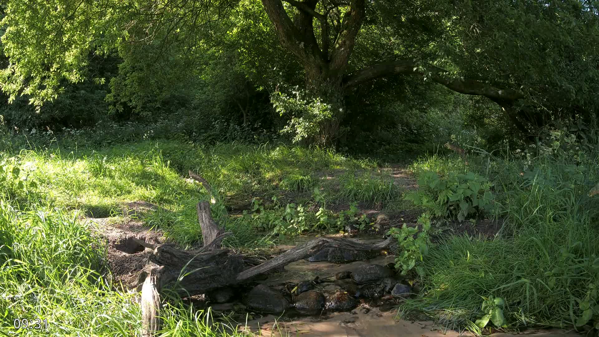 A small stream flows through a lush green forest under the dappled shade of a large tree on a sunny day.