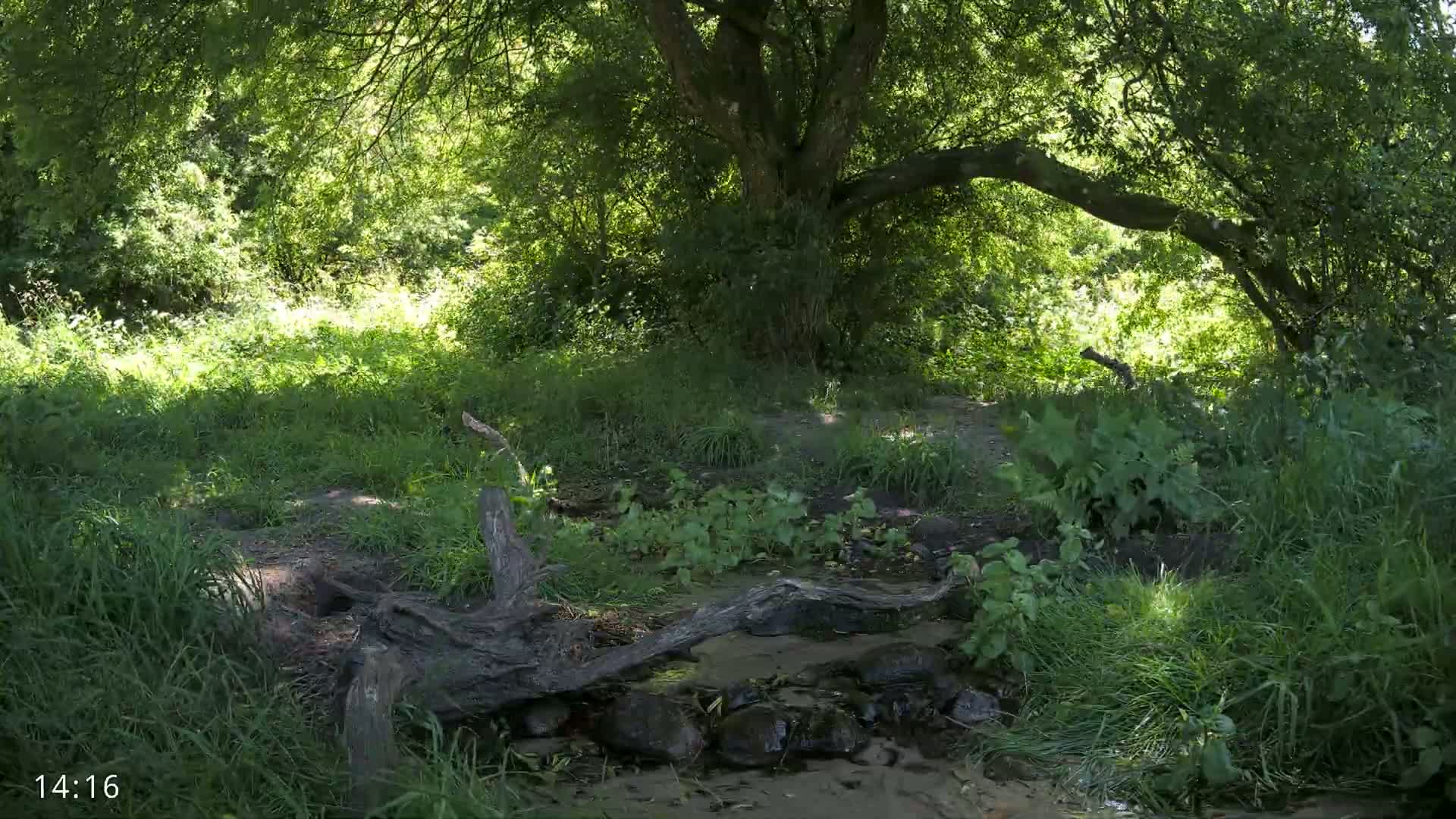 Dronninglund, Wildlife In The Forest Live Cam - Dronninglund, Bronderslev, Nordjylland(North Denmark), Denmark