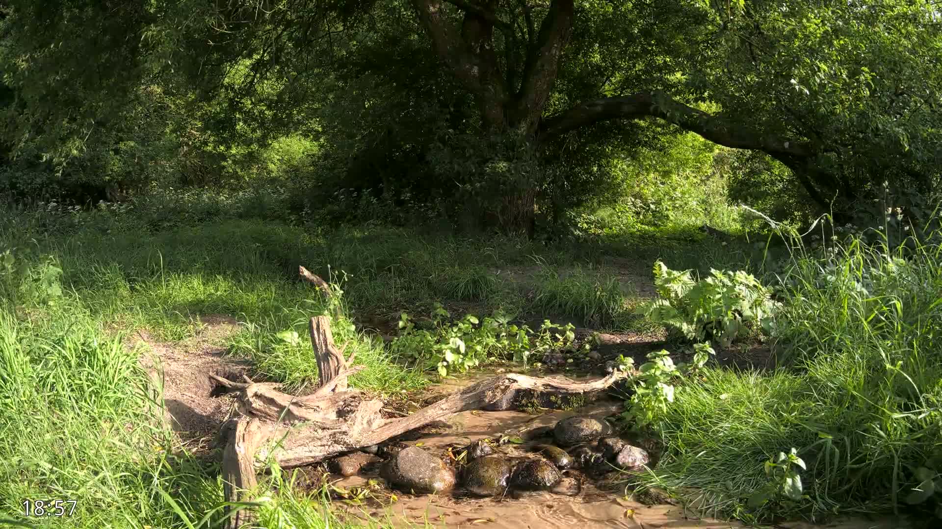 Dronninglund, Wildlife In The Forest Live Cam - Dronninglund, Bronderslev, Nordjylland(North Denmark), Denmark