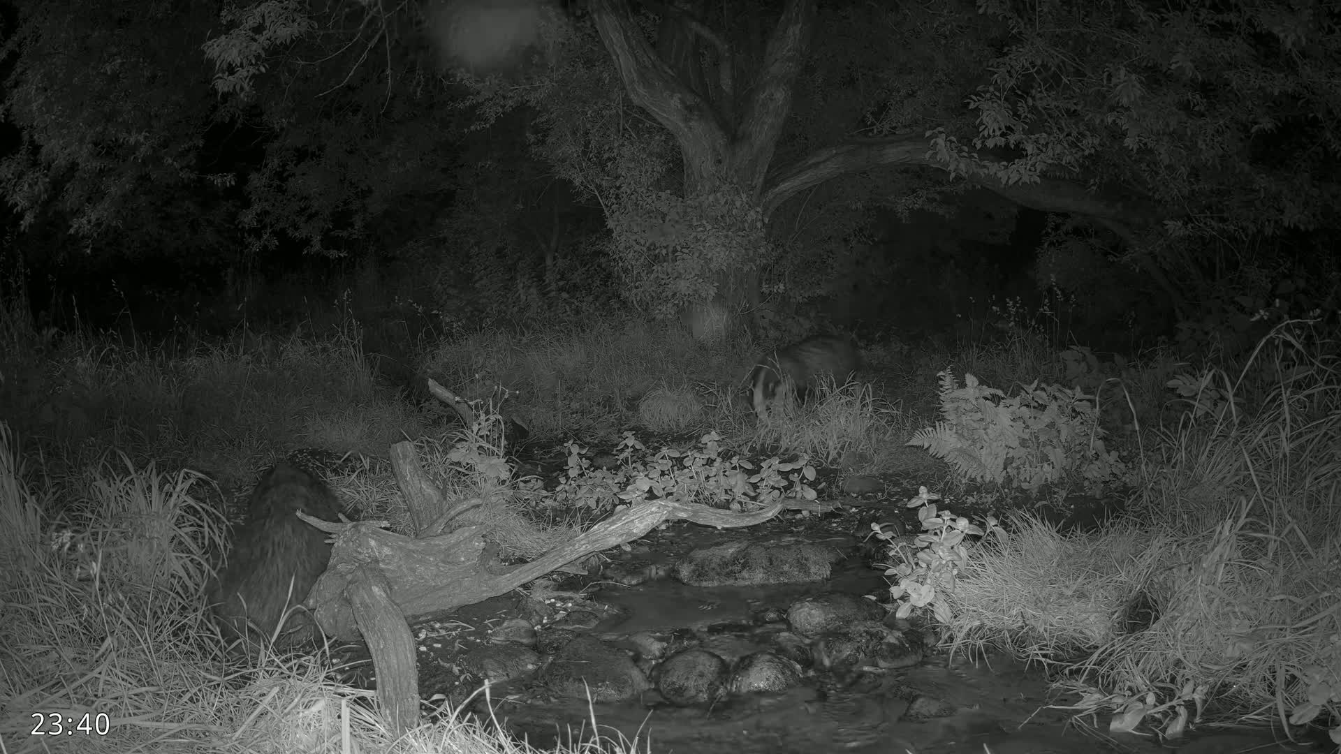 Dronninglund, Wildlife In The Forest Live Cam - Dronninglund, Bronderslev, Nordjylland(North Denmark), Denmark
