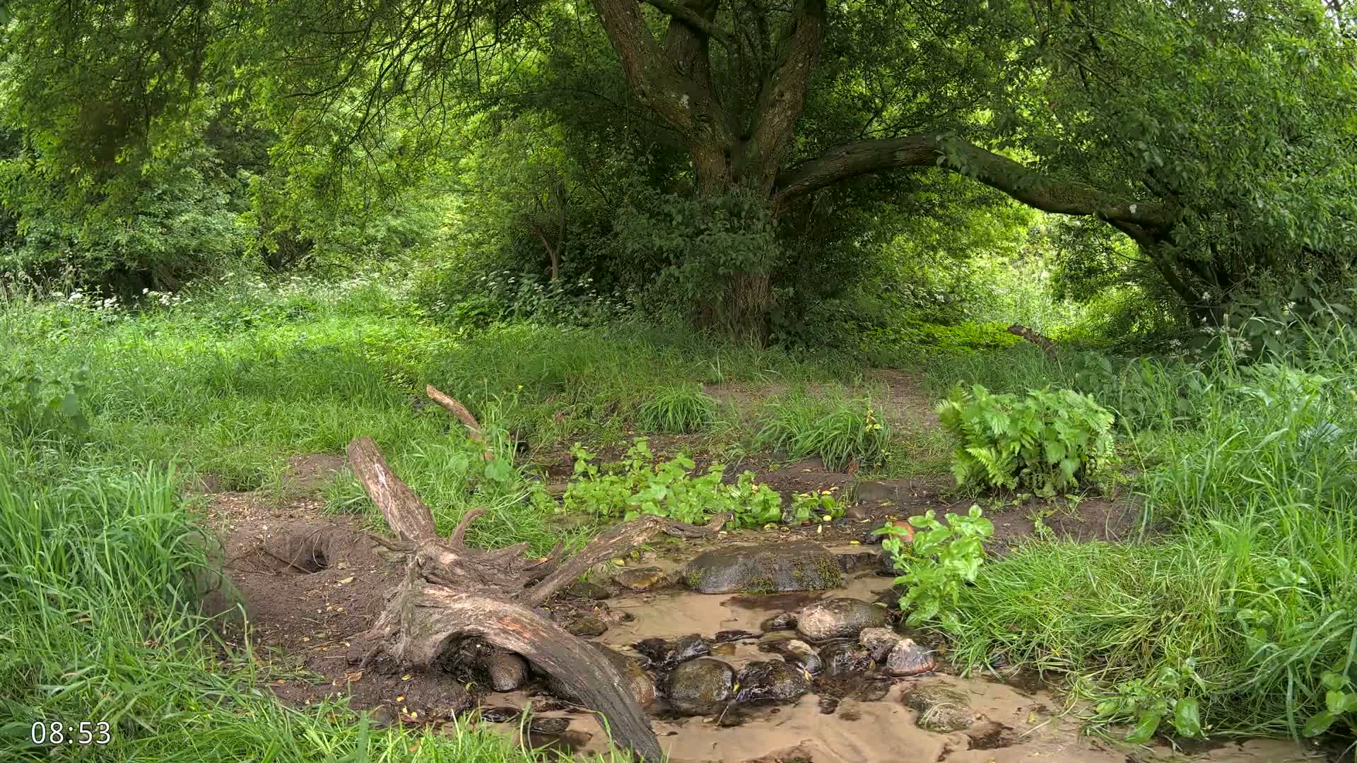 Dronninglund, Wildlife In The Forest Live Cam - Dronninglund, Bronderslev, Nordjylland(North Denmark), Denmark