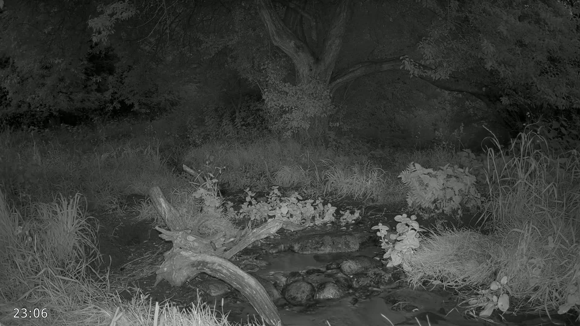Dronninglund, Wildlife In The Forest Live Cam - Dronninglund, Bronderslev, Nordjylland(North Denmark), Denmark