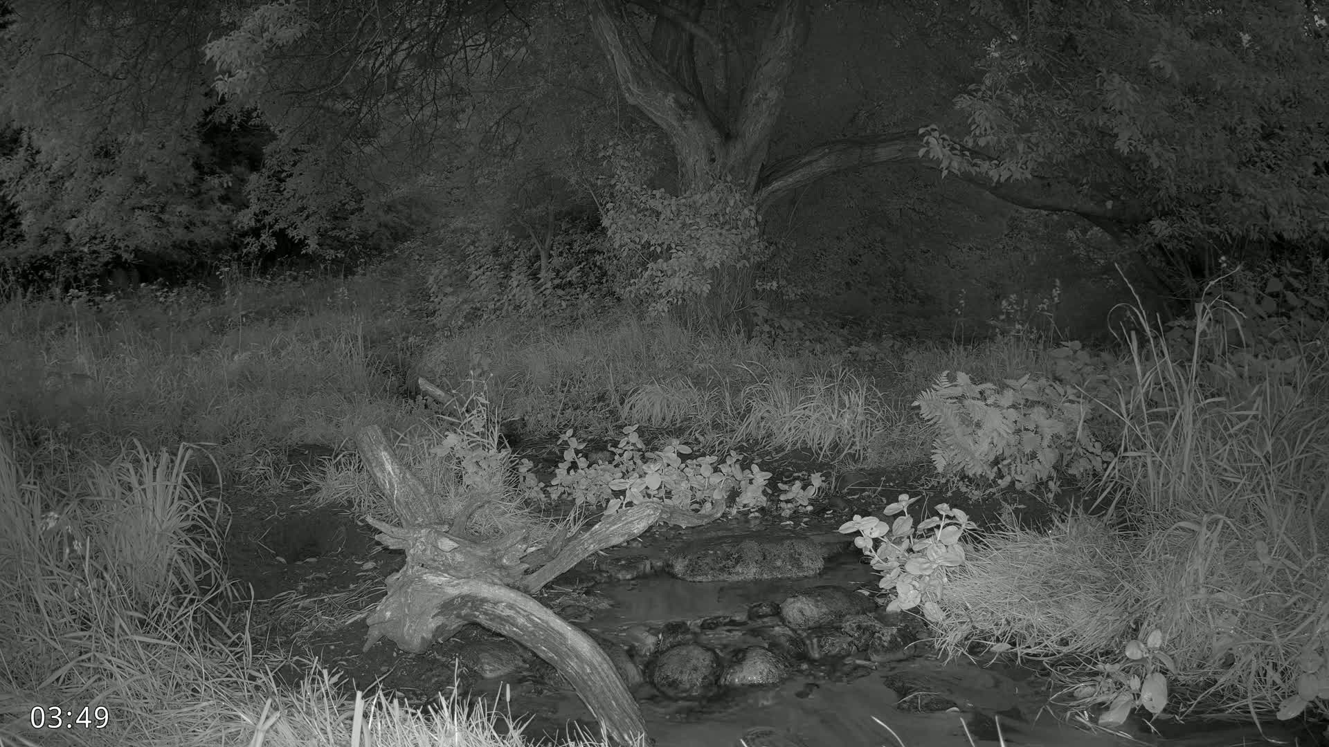Dronninglund, Wildlife In The Forest Live Cam - Dronninglund, Bronderslev, Nordjylland(North Denmark), Denmark