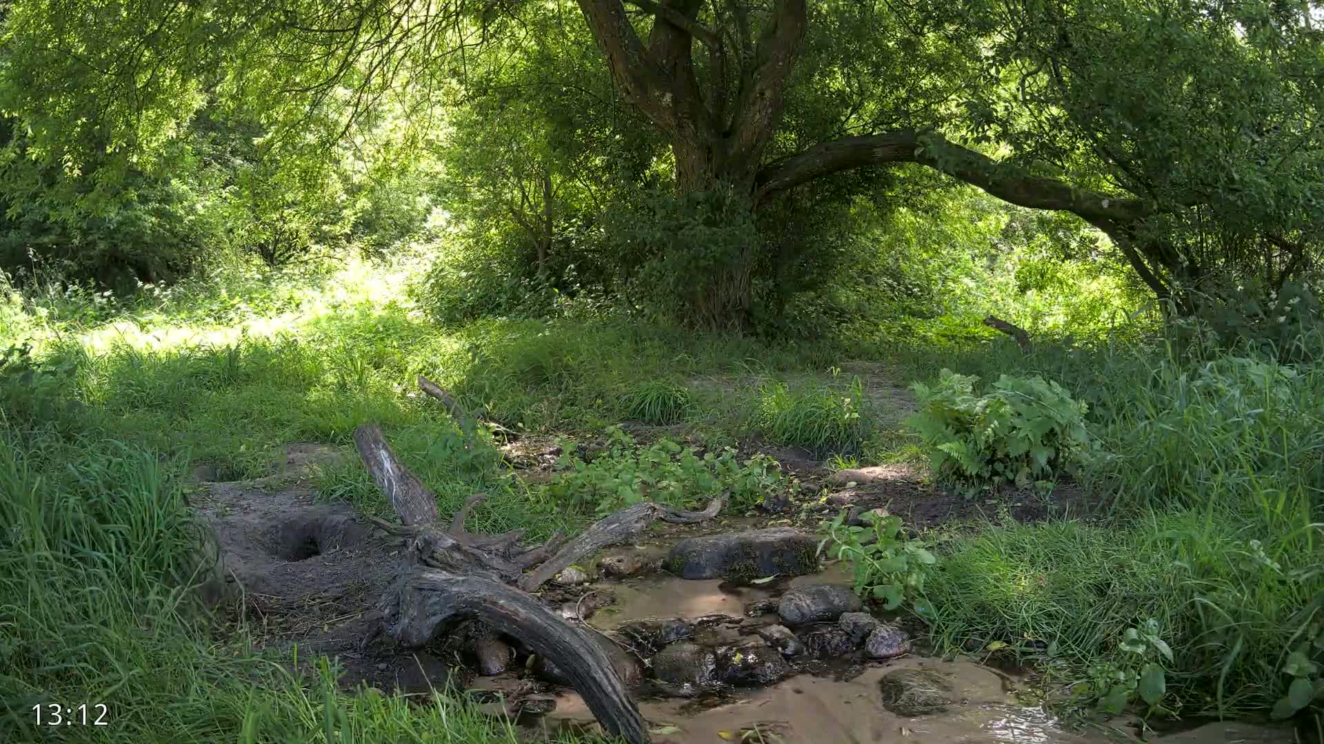 Dronninglund, Wildlife In The Forest Live Cam - Dronninglund, Bronderslev, Nordjylland(North Denmark), Denmark