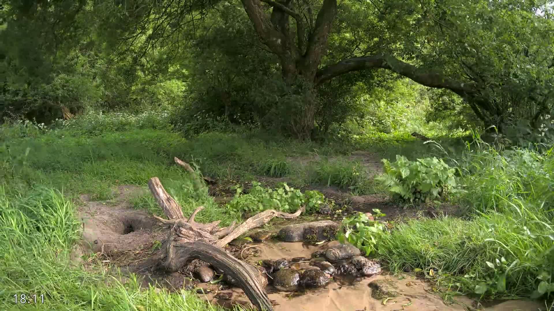 Dronninglund, Wildlife In The Forest Live Cam - Dronninglund, Bronderslev, Nordjylland(North Denmark), Denmark