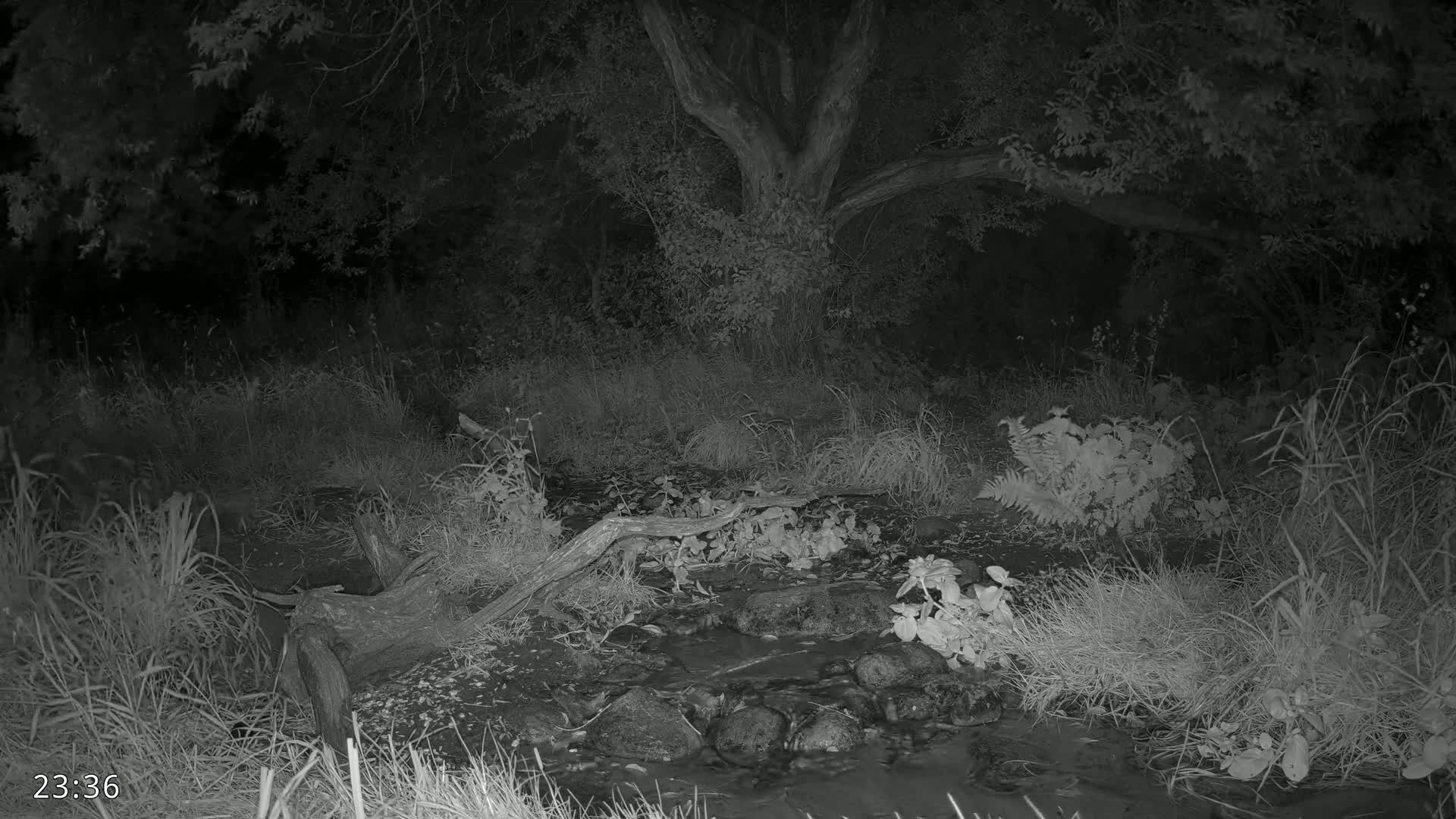Dronninglund, Wildlife In The Forest Live Cam - Dronninglund, Bronderslev, Nordjylland(North Denmark), Denmark