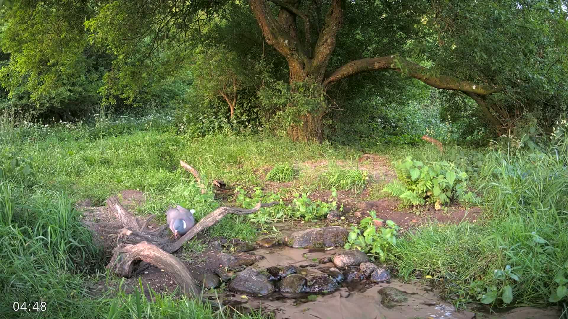 Dronninglund, Wildlife In The Forest Live Cam - Dronninglund, Bronderslev, Nordjylland(North Denmark), Denmark