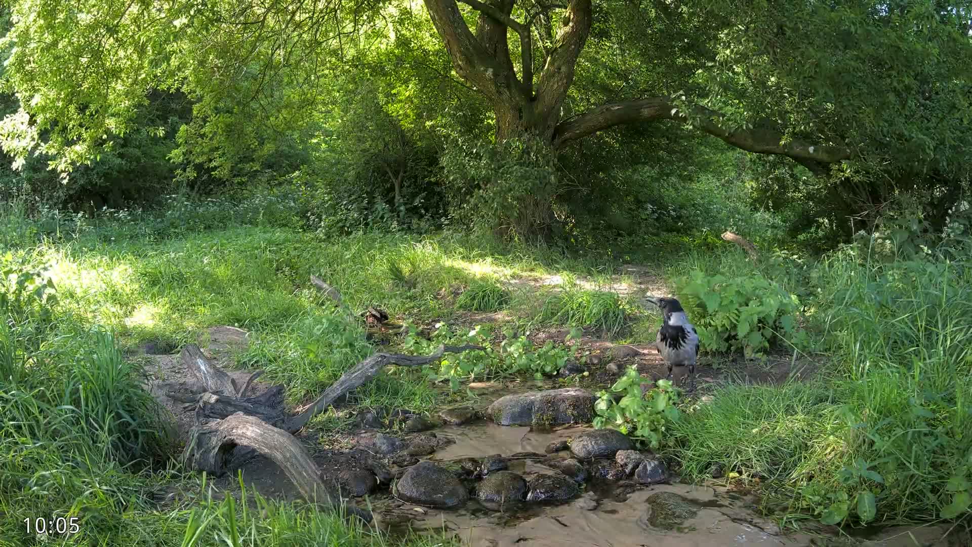 A hooded crow stands near a small stream in a sunny, lush green forest.