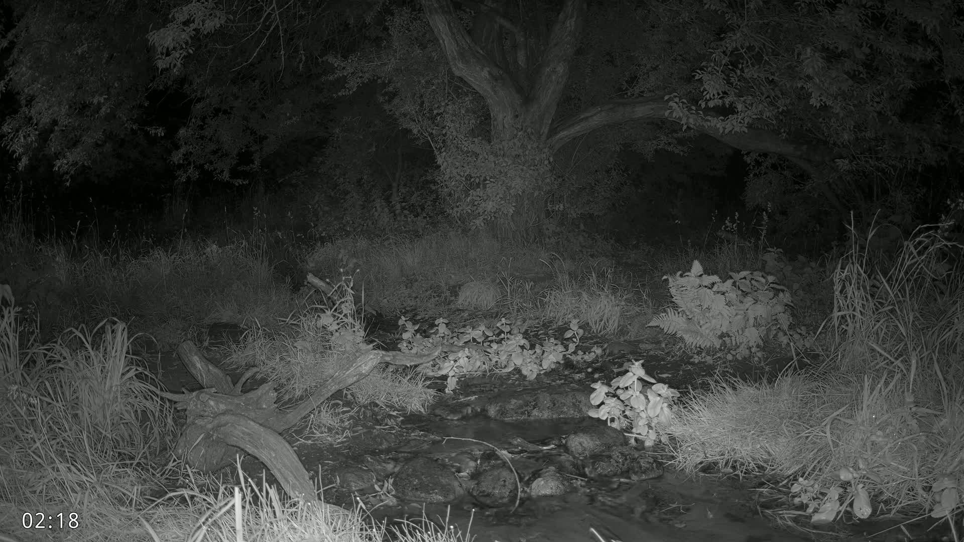 Dronninglund, Wildlife In The Forest Live Cam - Dronninglund, Bronderslev, Nordjylland(North Denmark), Denmark
