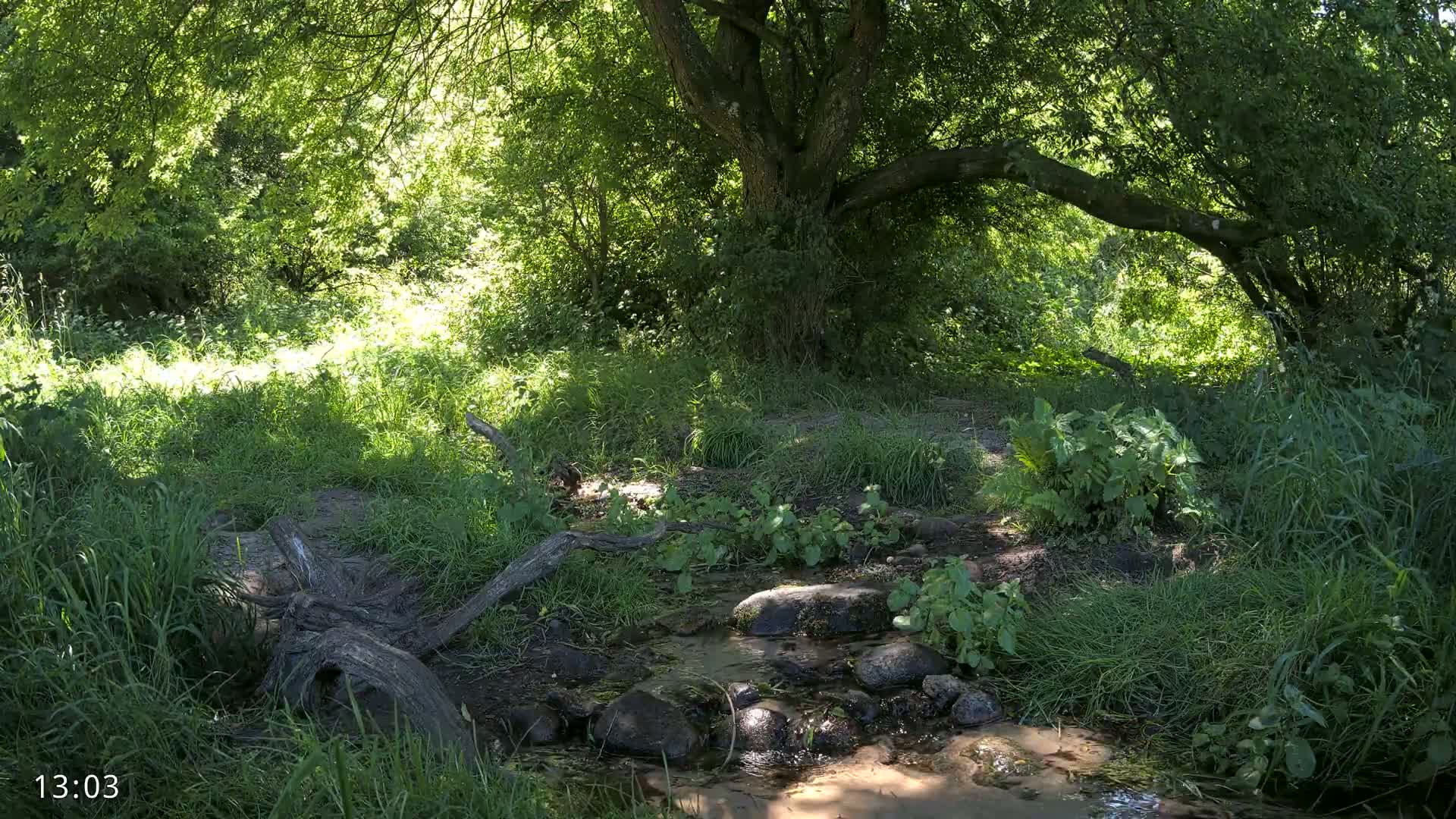 Dronninglund, Wildlife In The Forest Live Cam - Dronninglund, Bronderslev, Nordjylland(North Denmark), Denmark