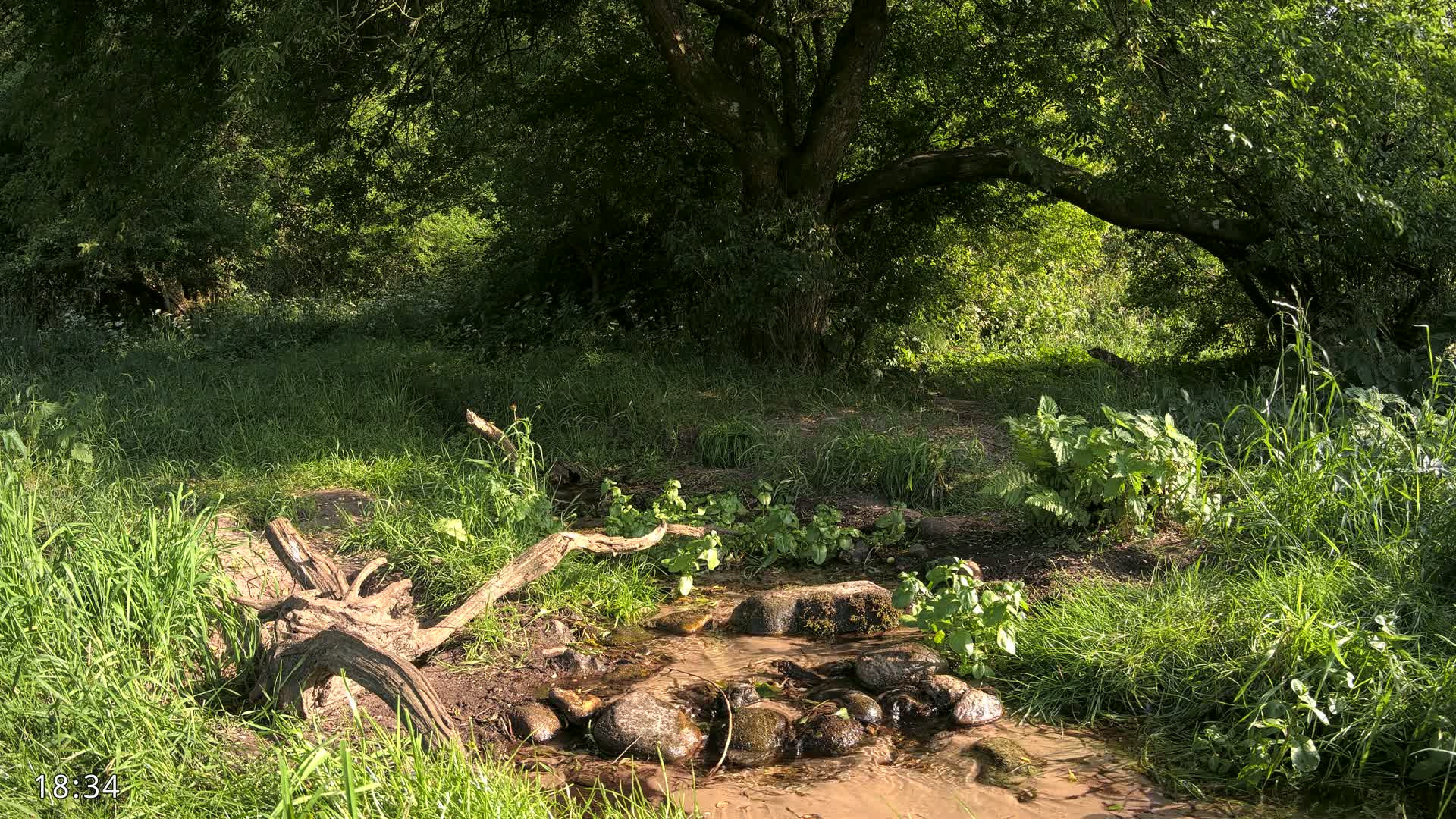 Dronninglund, Wildlife In The Forest Live Cam - Dronninglund, Bronderslev, Nordjylland(North Denmark), Denmark