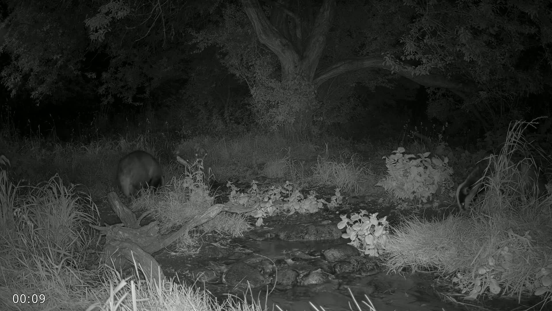 Dronninglund, Wildlife In The Forest Live Cam - Dronninglund, Bronderslev, Nordjylland(North Denmark), Denmark