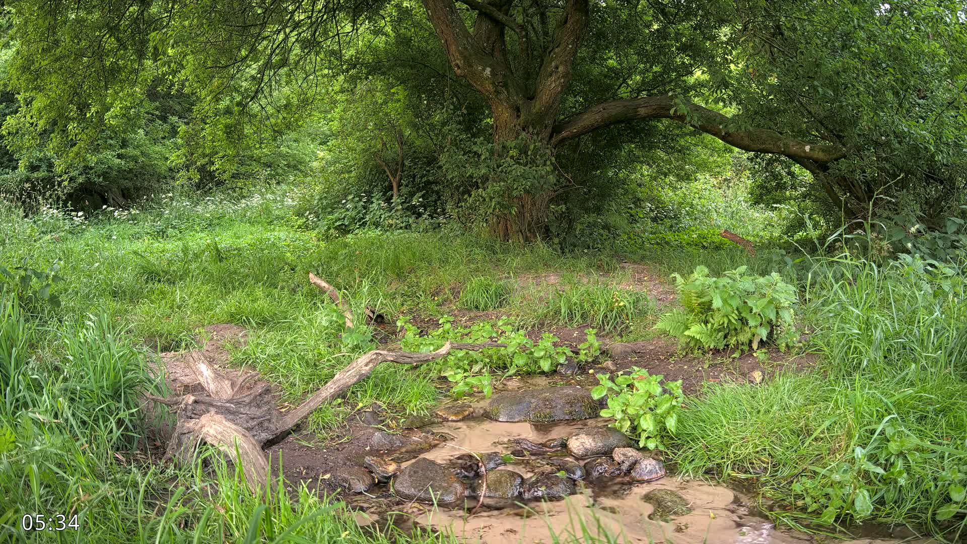 Dronninglund, Wildlife In The Forest Live Cam - Dronninglund, Bronderslev, Nordjylland(North Denmark), Denmark