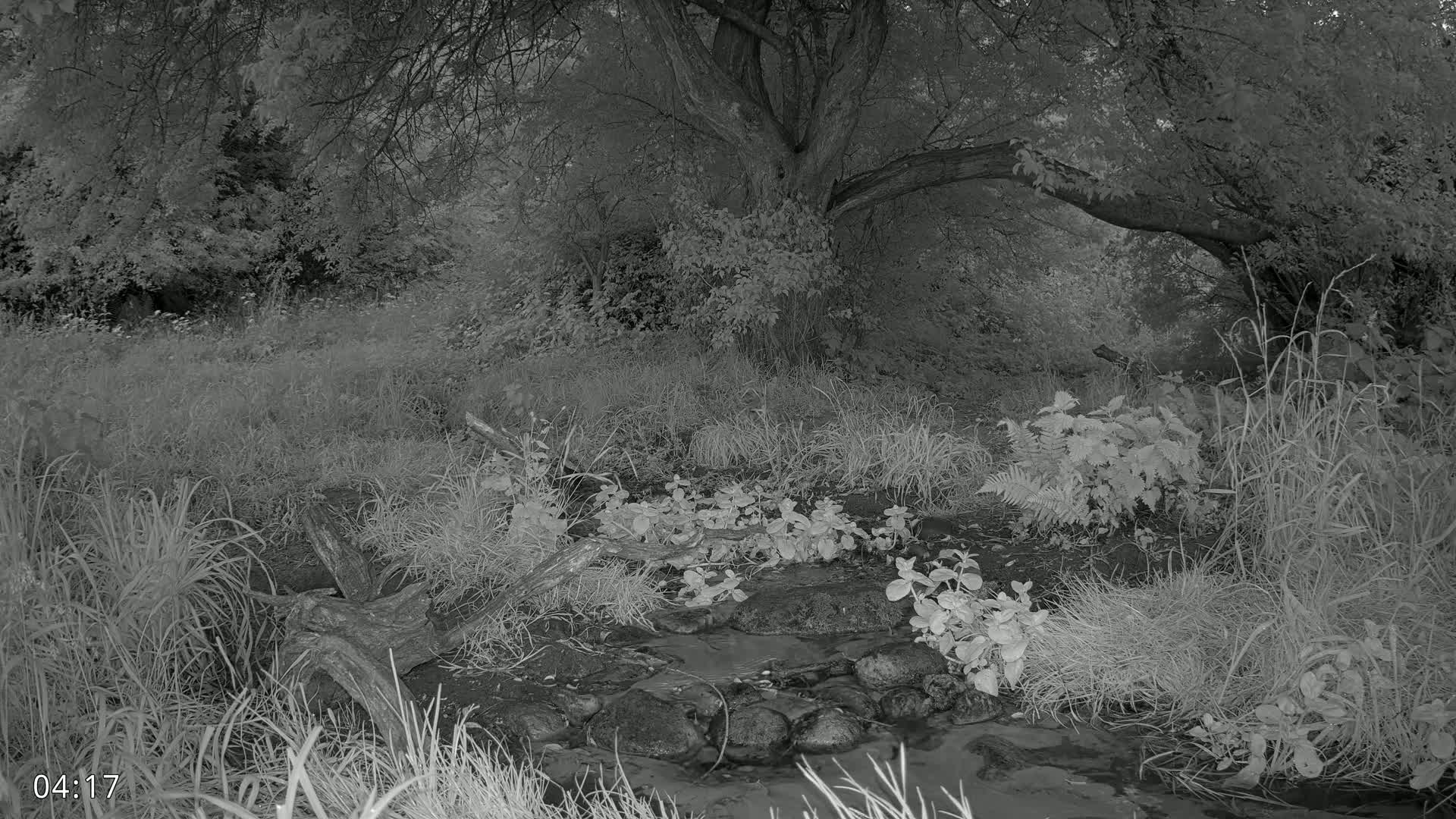 Dronninglund, Wildlife In The Forest Live Cam - Dronninglund, Bronderslev, Nordjylland(North Denmark), Denmark