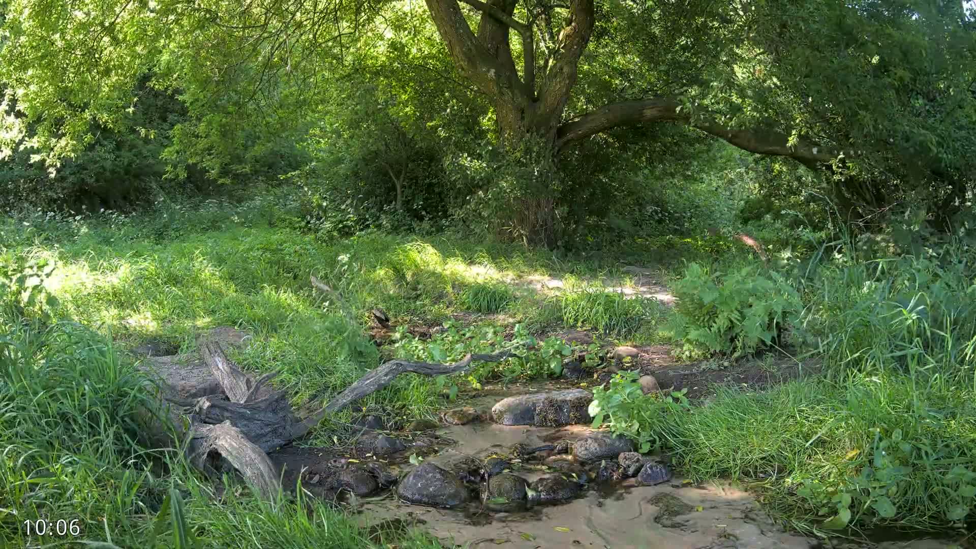 A small stream flows through a lush green forest on a sunny day, with large rocks in the stream bed and a fallen log partially submerged in the water.