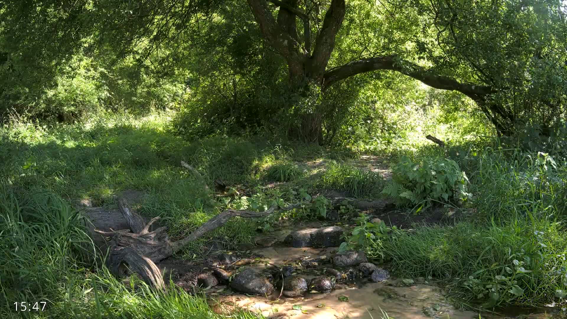 Dronninglund, Wildlife In The Forest Live Cam - Dronninglund, Bronderslev, Nordjylland(North Denmark), Denmark
