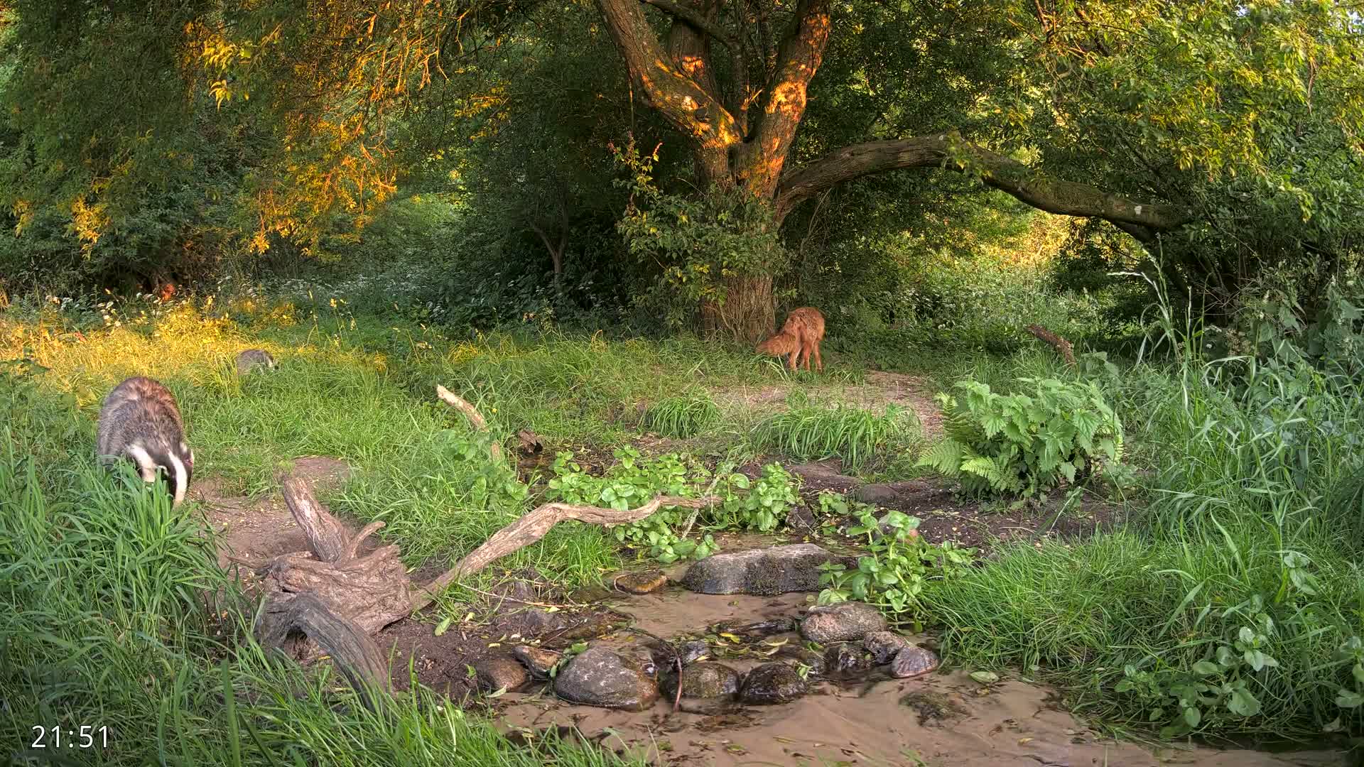 Dronninglund, Wildlife In The Forest Live Cam - Dronninglund, Bronderslev, Nordjylland(North Denmark), Denmark