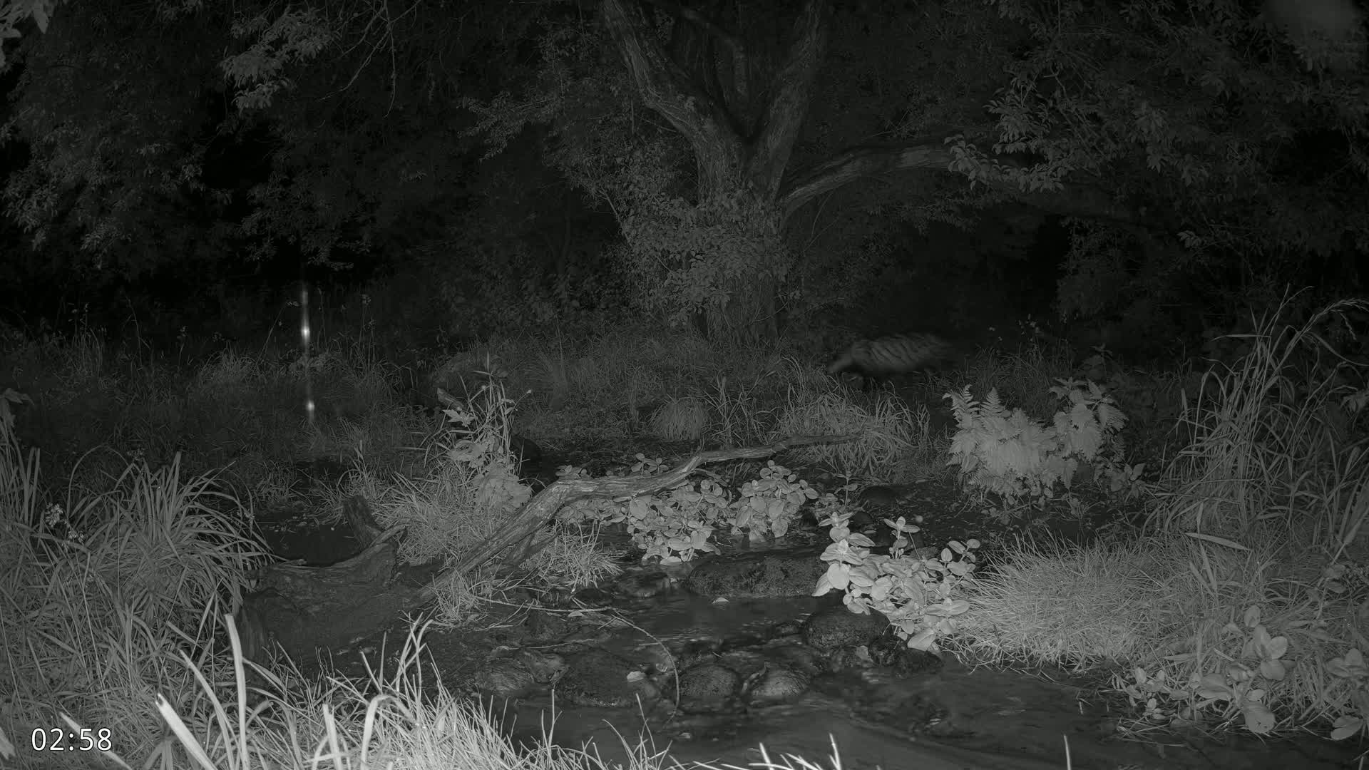 Dronninglund, Wildlife In The Forest Live Cam - Dronninglund, Bronderslev, Nordjylland(North Denmark), Denmark