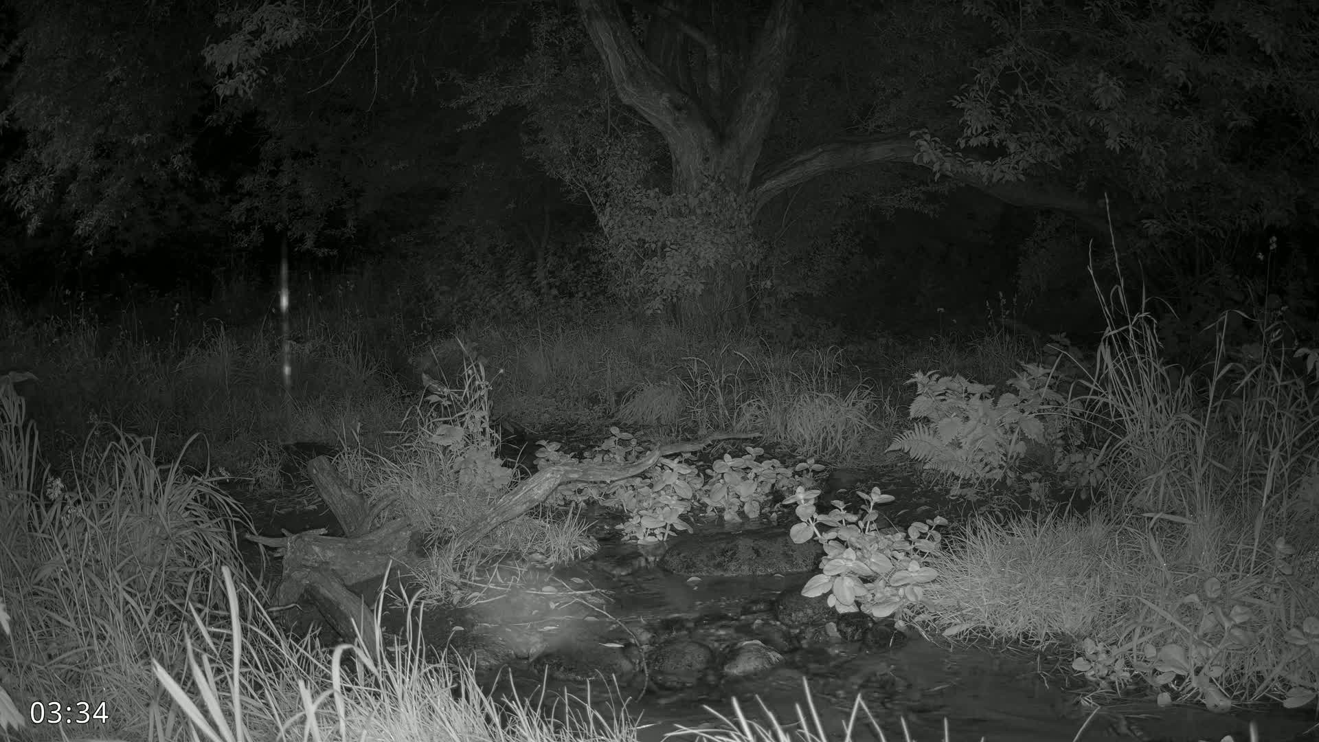 Dronninglund, Wildlife In The Forest Live Cam - Dronninglund, Bronderslev, Nordjylland(North Denmark), Denmark