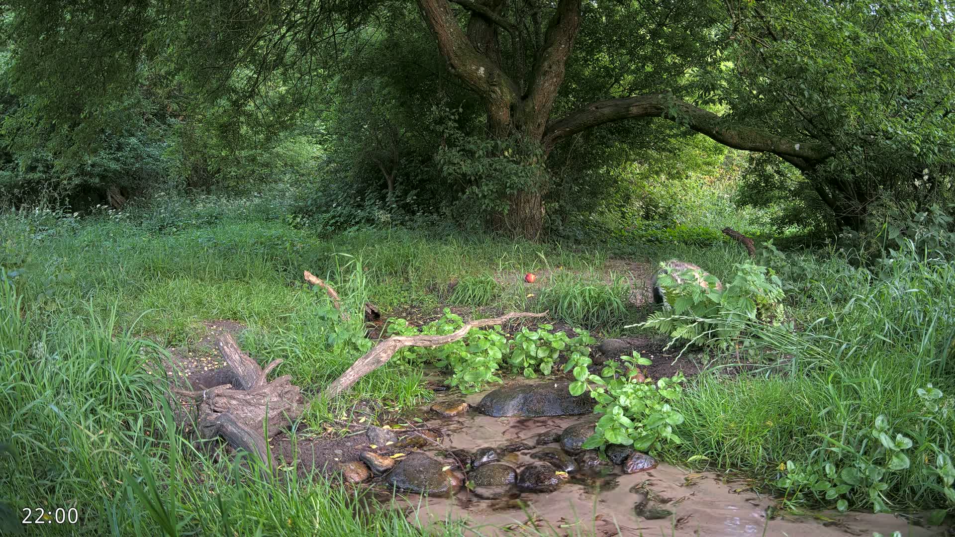 Dronninglund, Wildlife In The Forest Live Cam - Dronninglund, Bronderslev, Nordjylland(North Denmark), Denmark