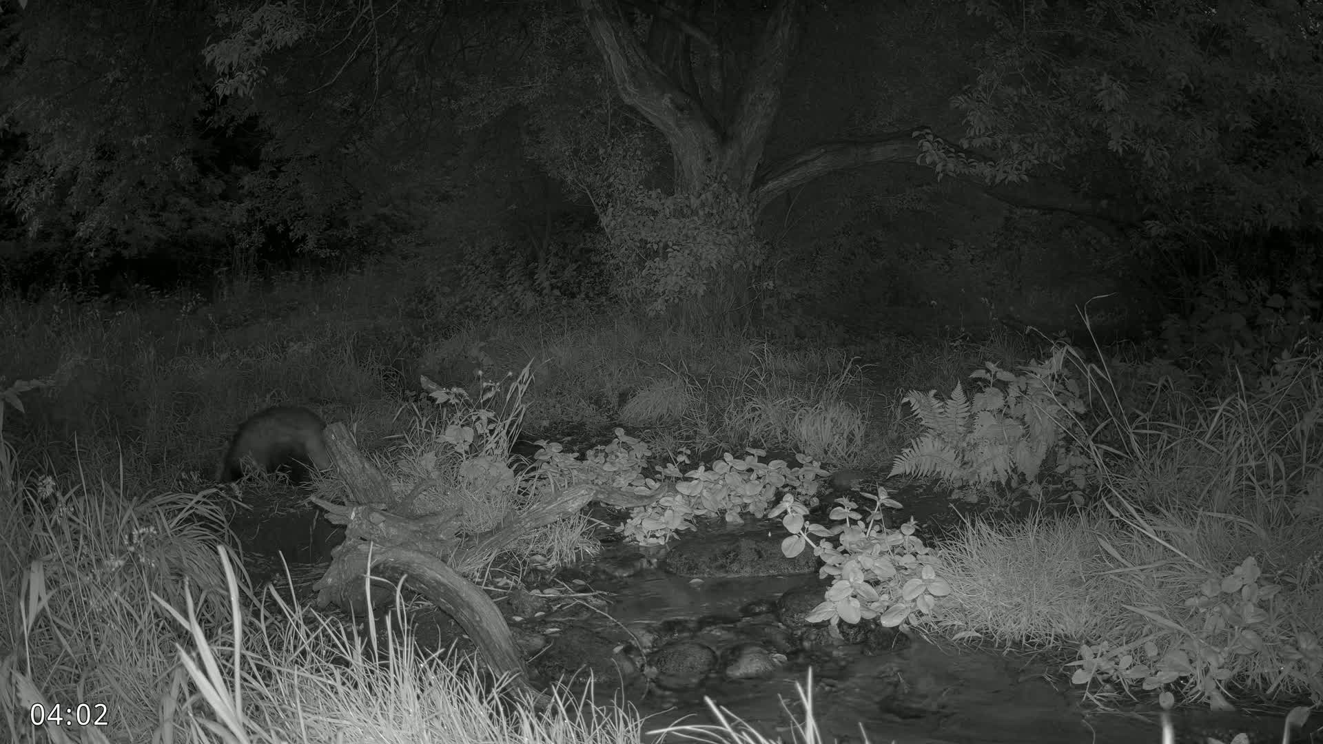 Dronninglund, Wildlife In The Forest Live Cam - Dronninglund, Bronderslev, Nordjylland(North Denmark), Denmark