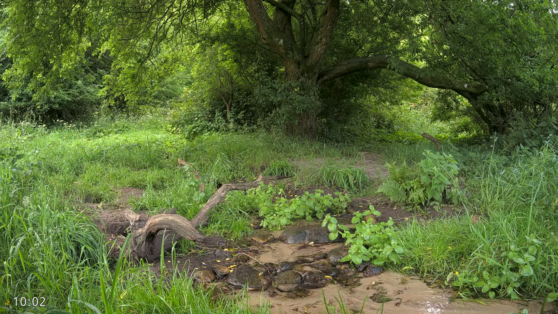 A slow-moving stream flows through a lush, green forest with a large tree casting shade over a grassy bank.